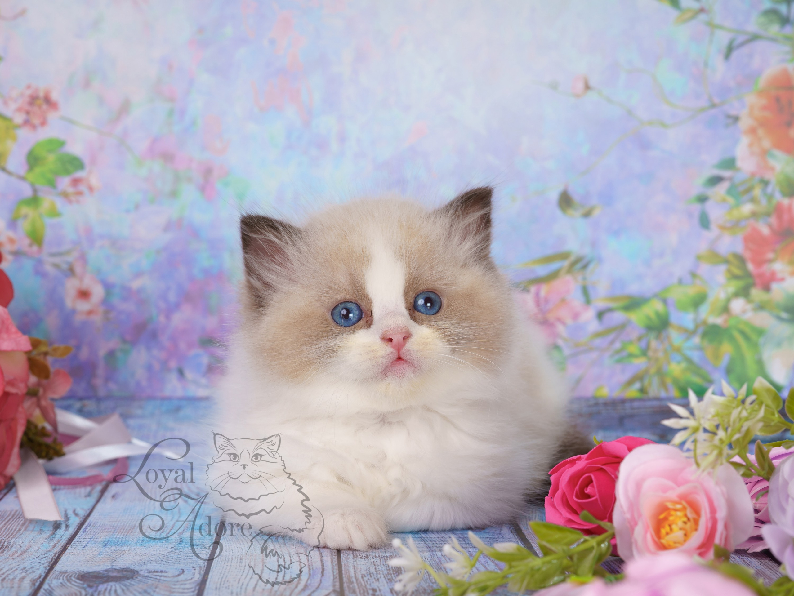 Котята рэгдолл от Loyal Adore. Питомник рэгдолл Loyal Adore