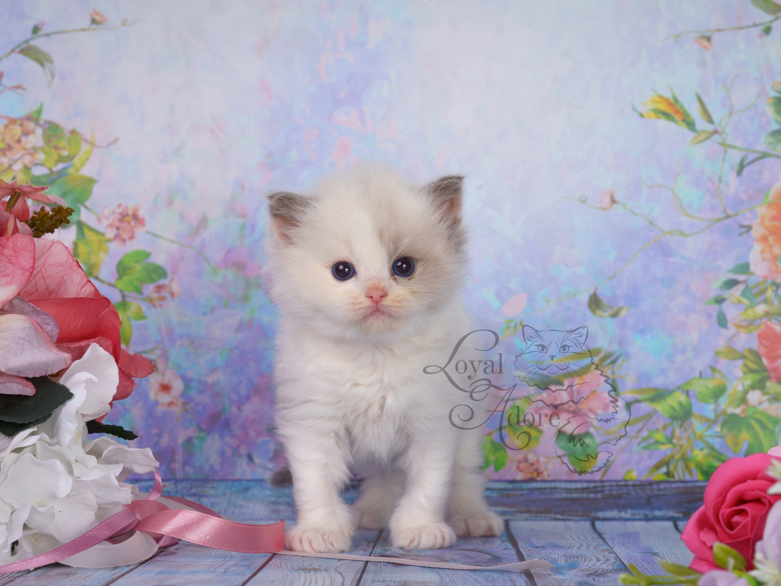 Котята рэгдолл от Loyal Adore. Питомник рэгдолл Loyal Adore