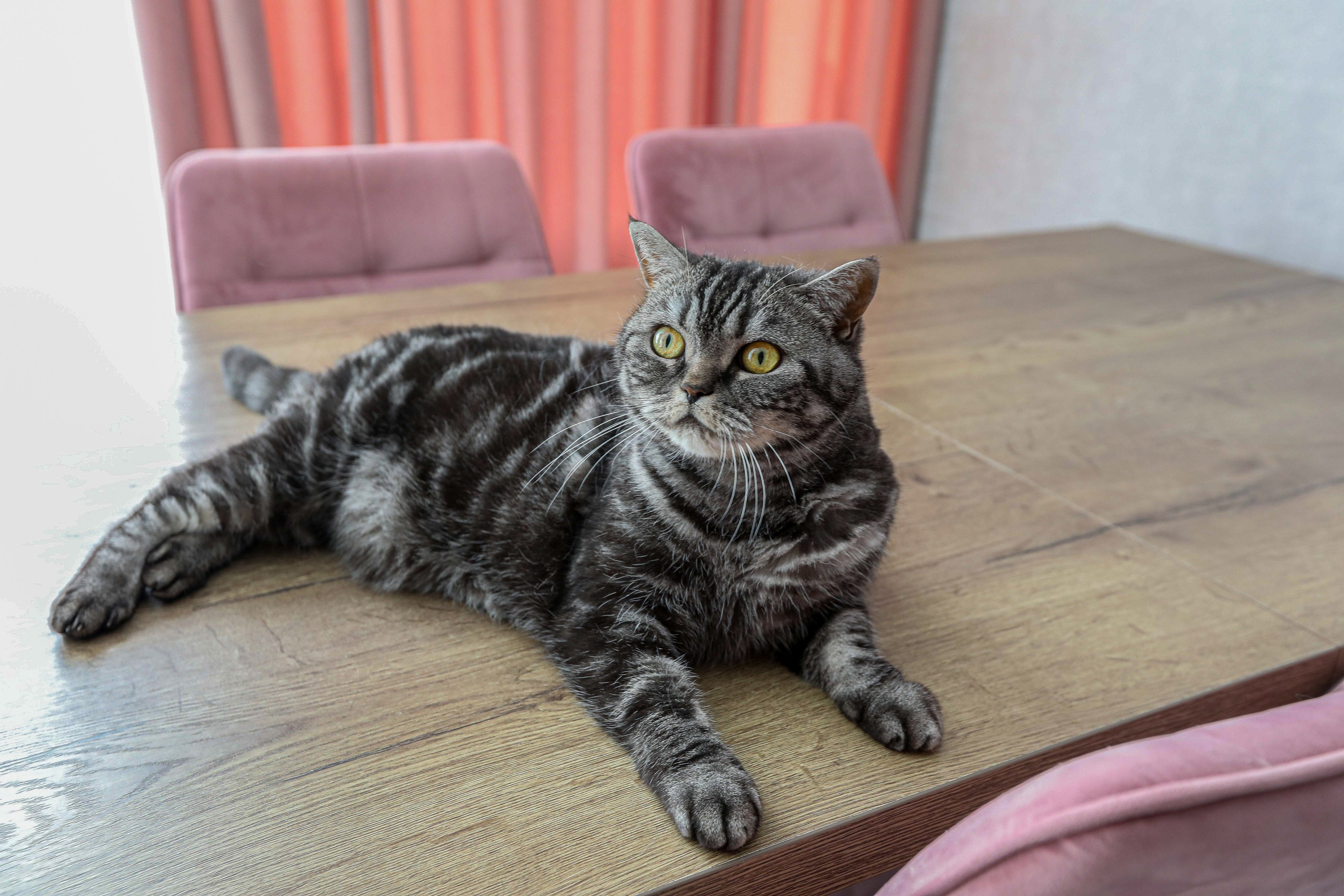 ИНТЕРЬЕРЫ. Photographer Viktoriya Markushina «My world throug»