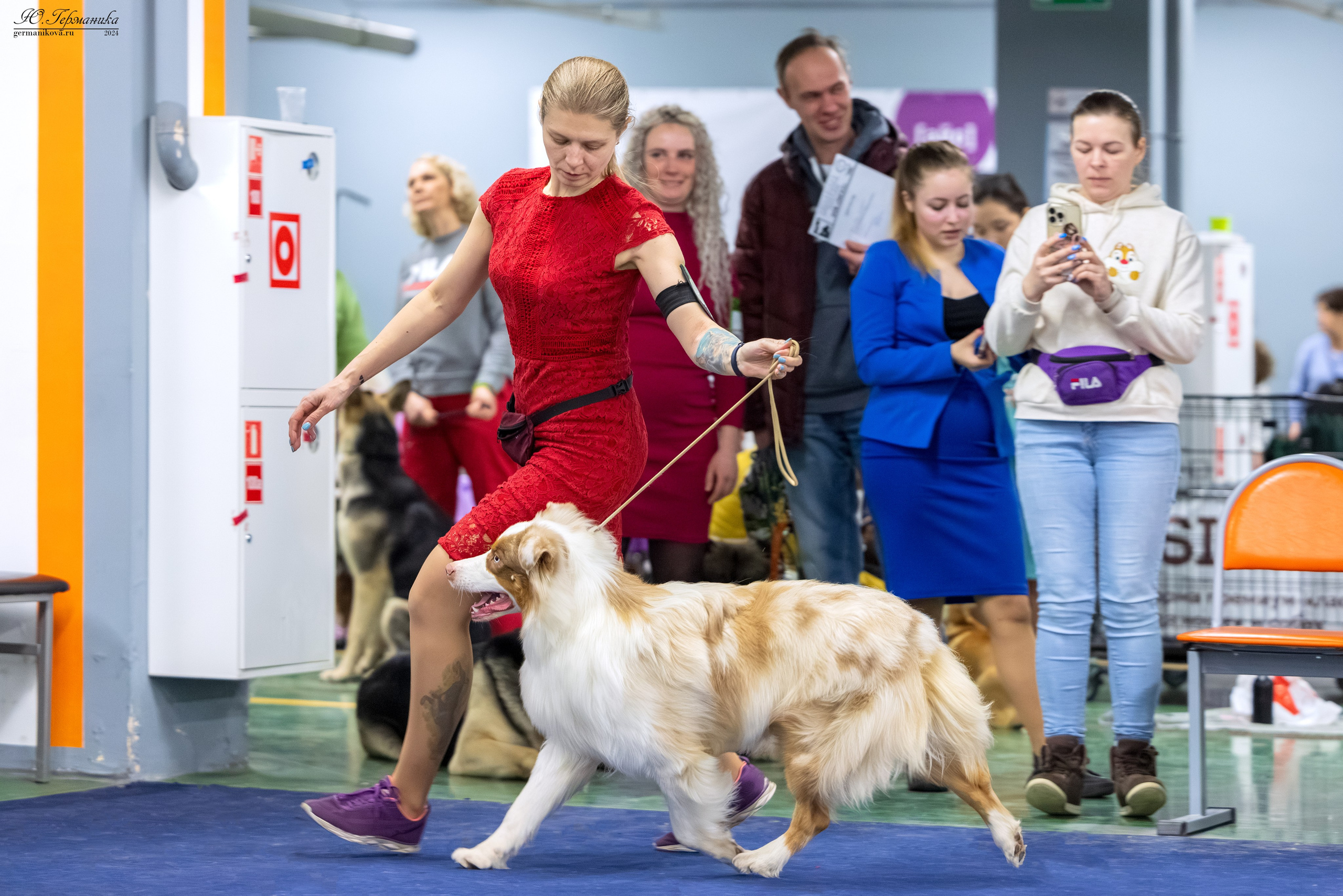 Сфера 08 и 10.03.2024 2хмоно ротвейлеров+2хмоно сао. Фотограф-анималист Юлия Германика