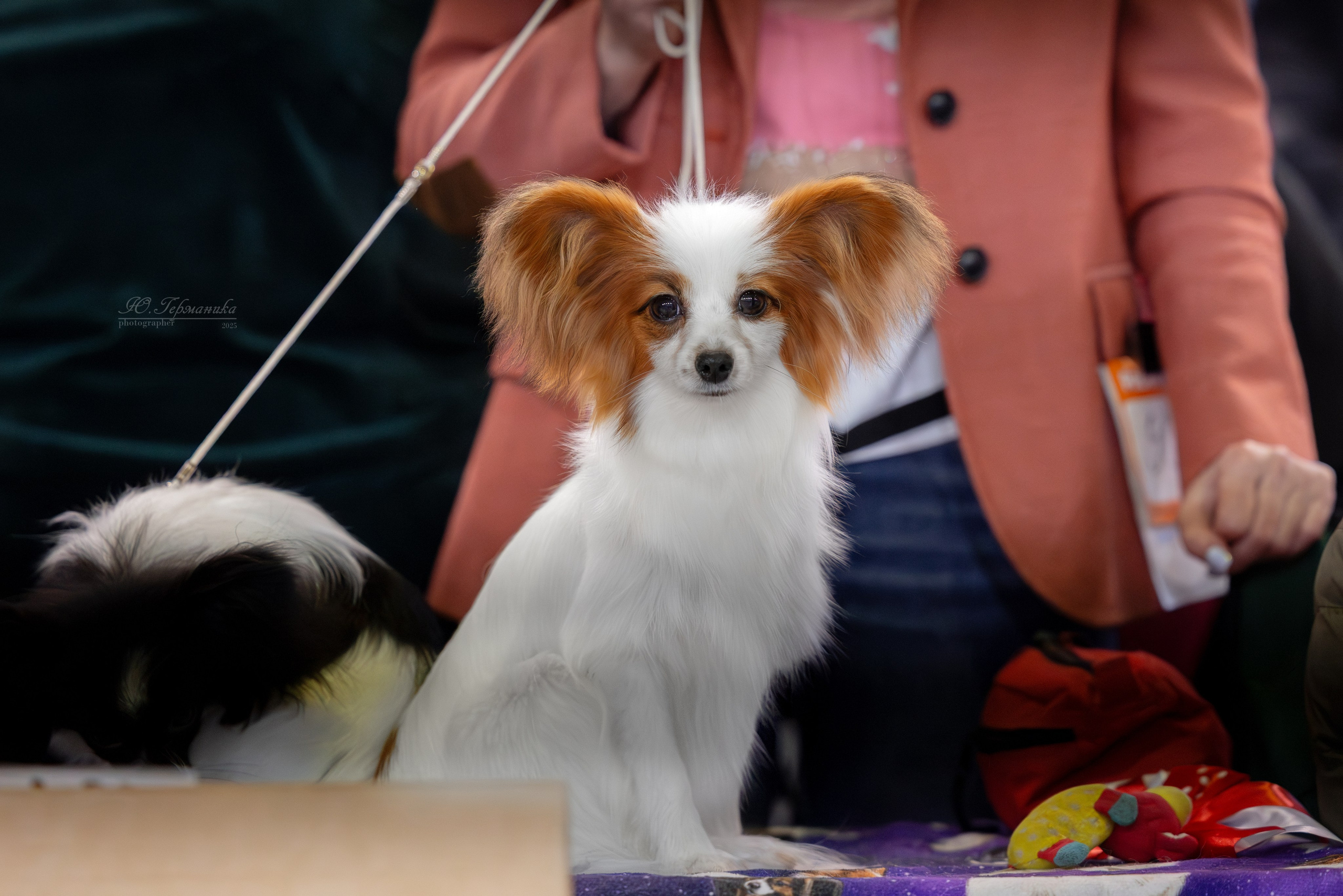 Тверь 21.12.2025. Фотограф-анималист Юлия Германика