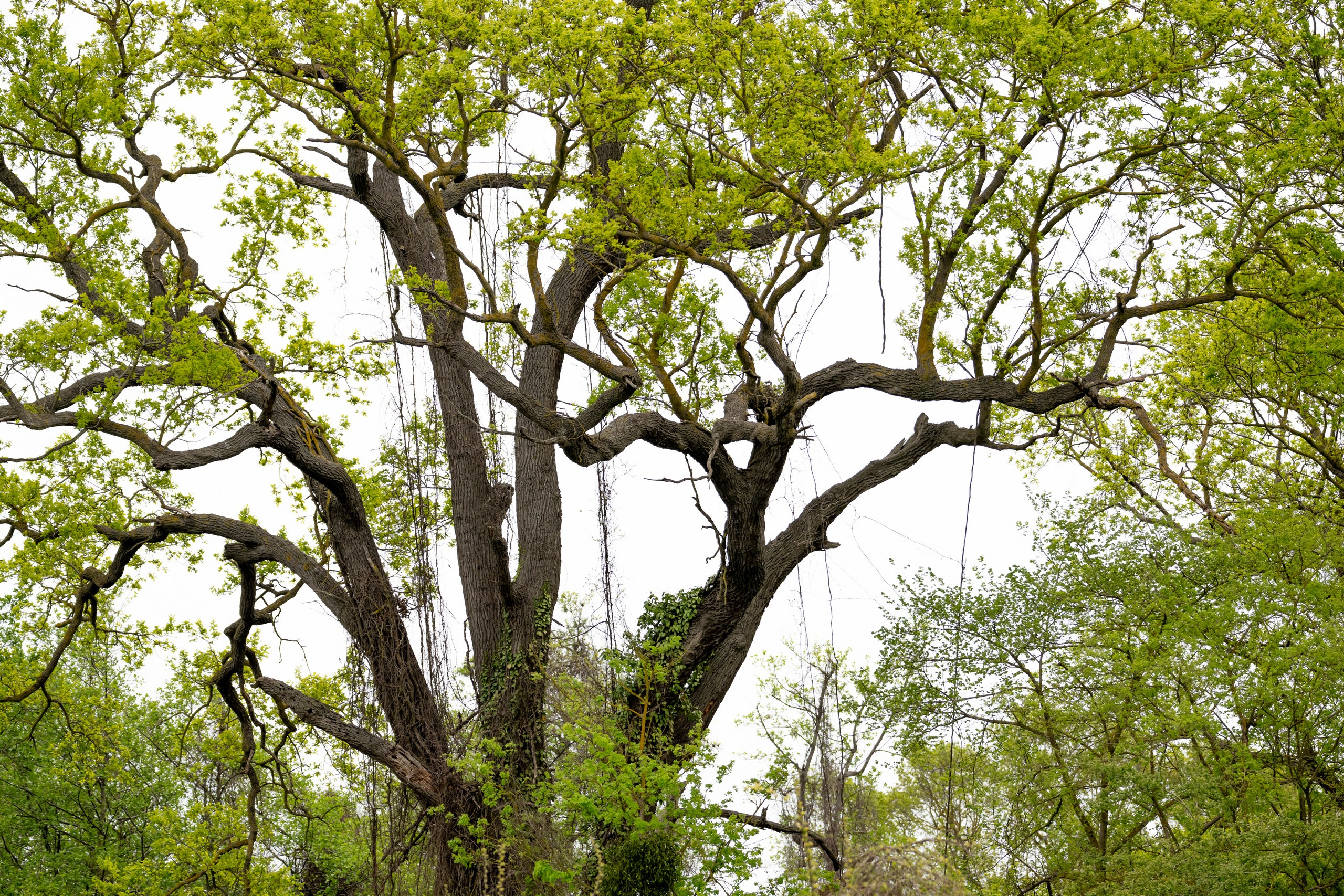 Дикая природа Дагестана. Май 2025 г. Foto-Zuev фотография как искусство