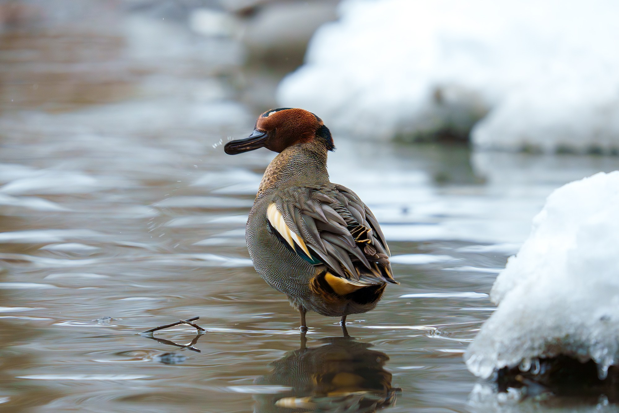 Удивительные мир птиц. Вокруг нас столько прекрасного — присмотритесь!. Ваш личный фотограф Марина Волкова