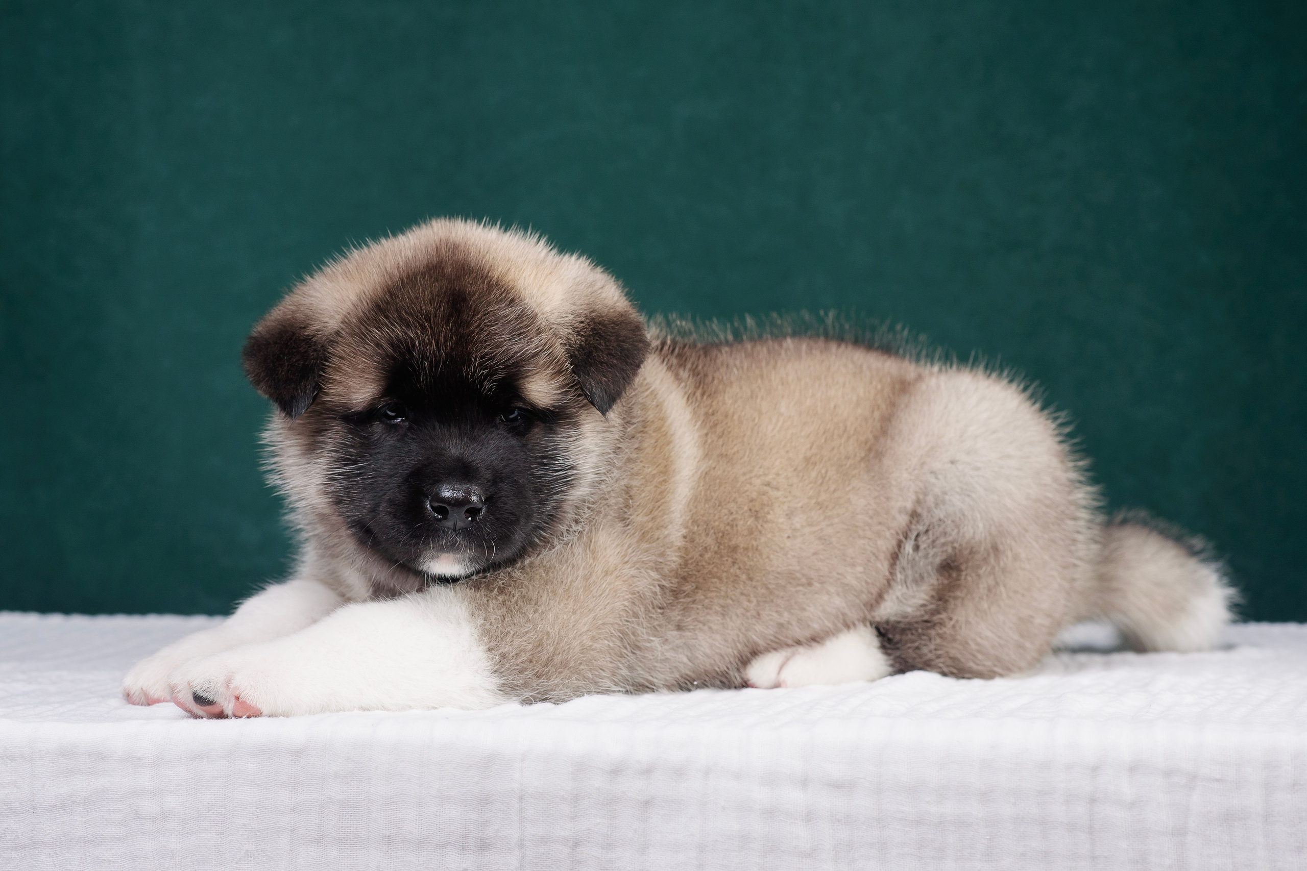 Щенки Американской Акиты. Фотограф — Анималист | Анна Абрамова