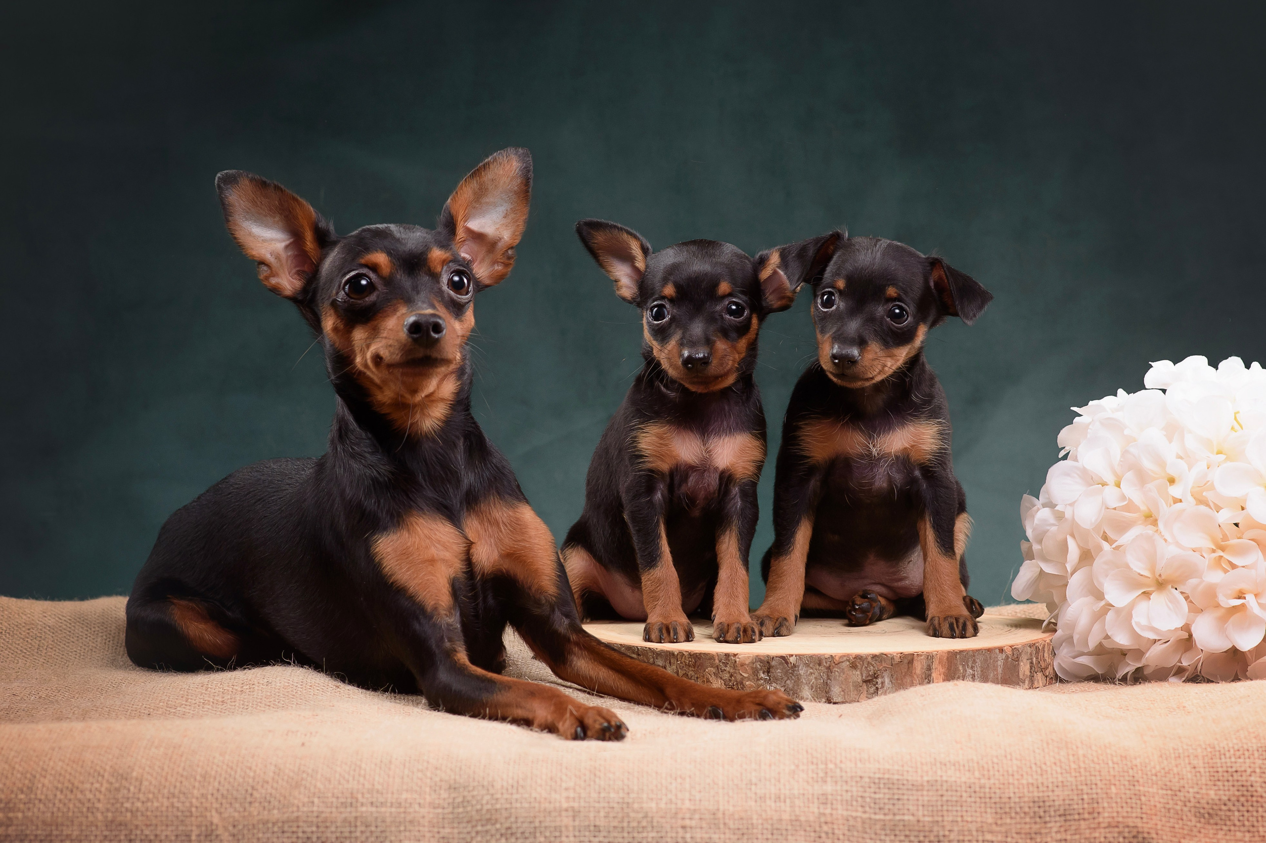 Щенки Пражского крысарика — 19.10.2025. Фотограф — Анималист | Анна Абрамова