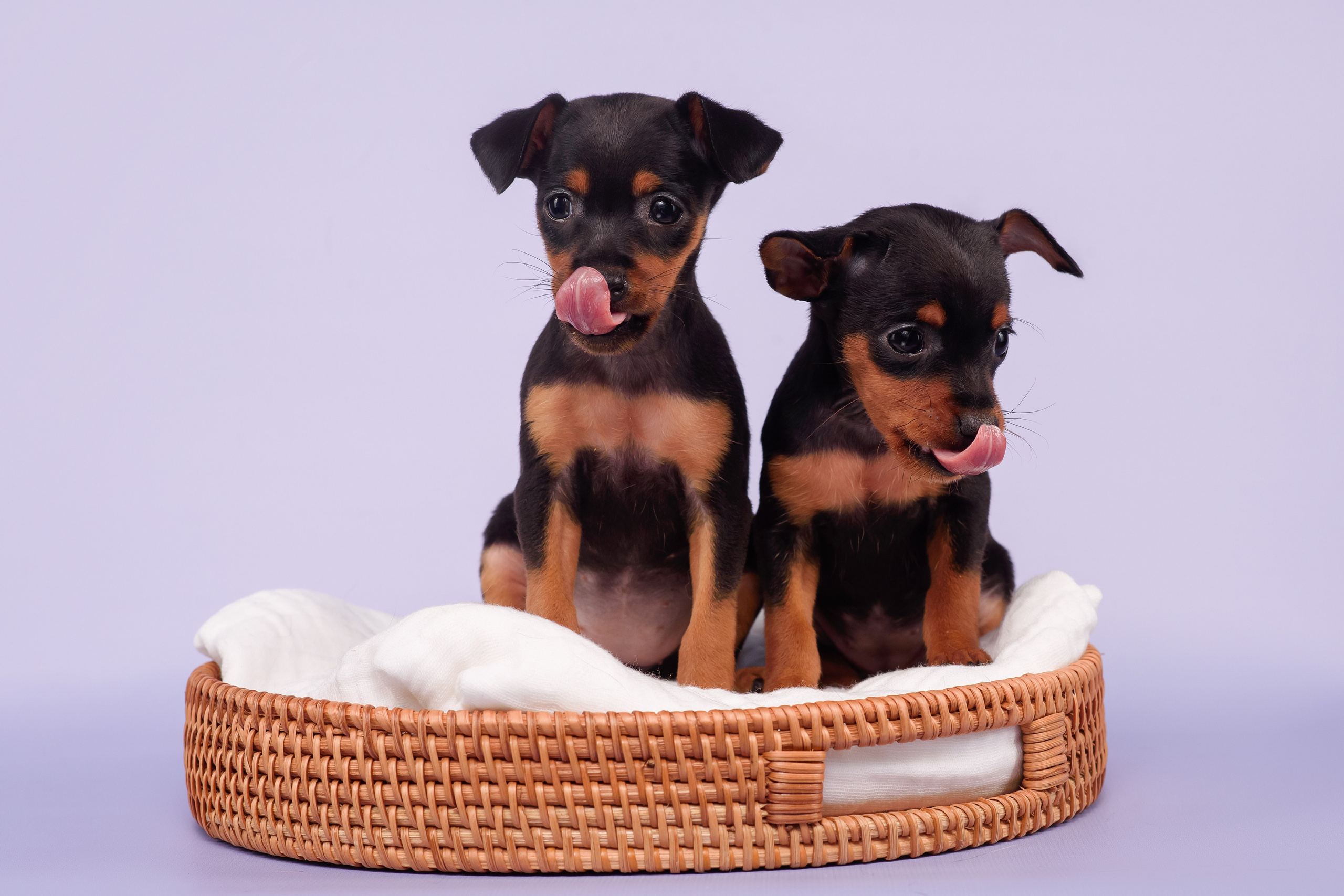 Малыши пражских крысариков — 30.07.2025. Фотограф — Анималист | Анна Абрамова