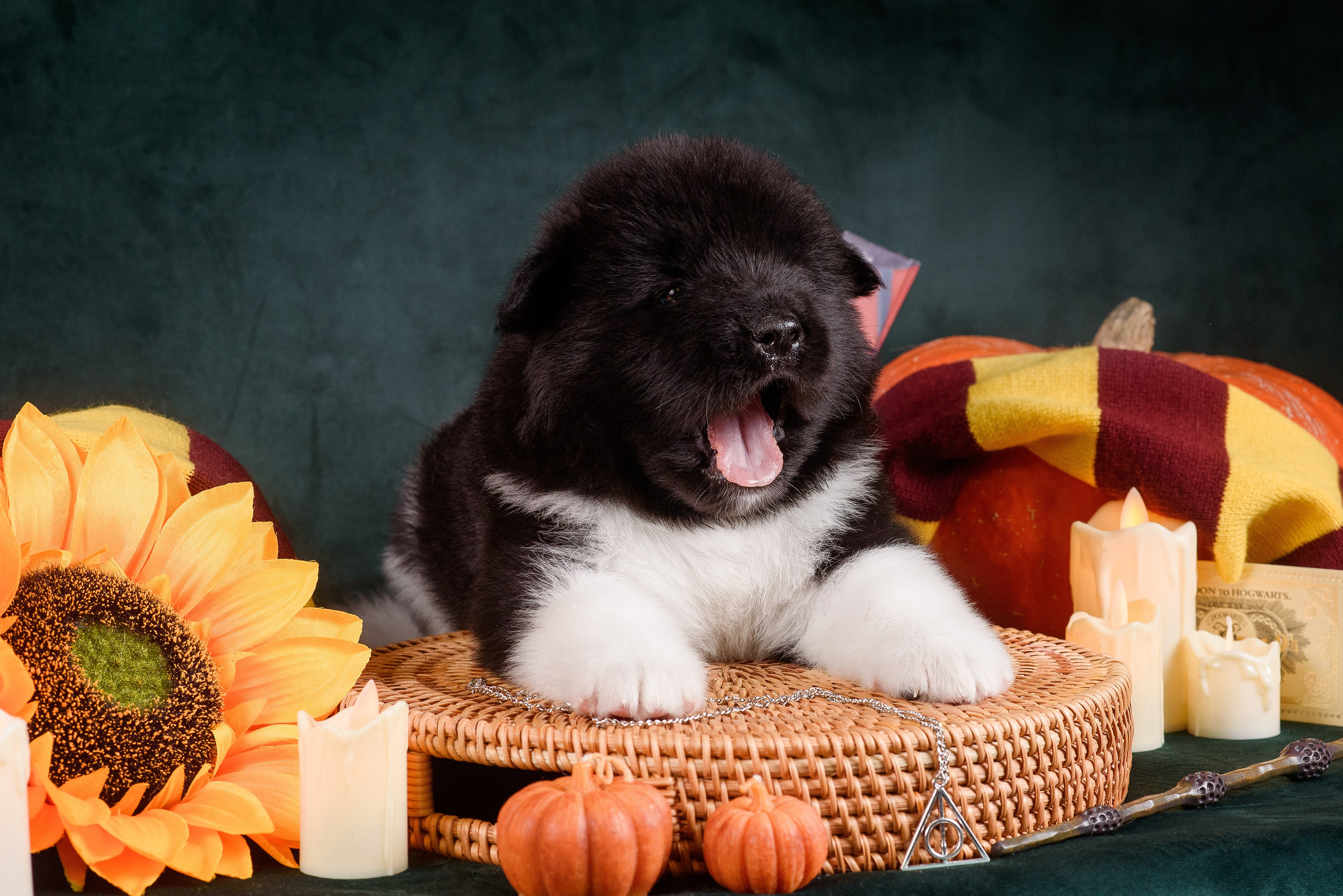 Щенки Американской Акиты — 04.11.2024. Фотограф — Анималист | Анна Абрамова