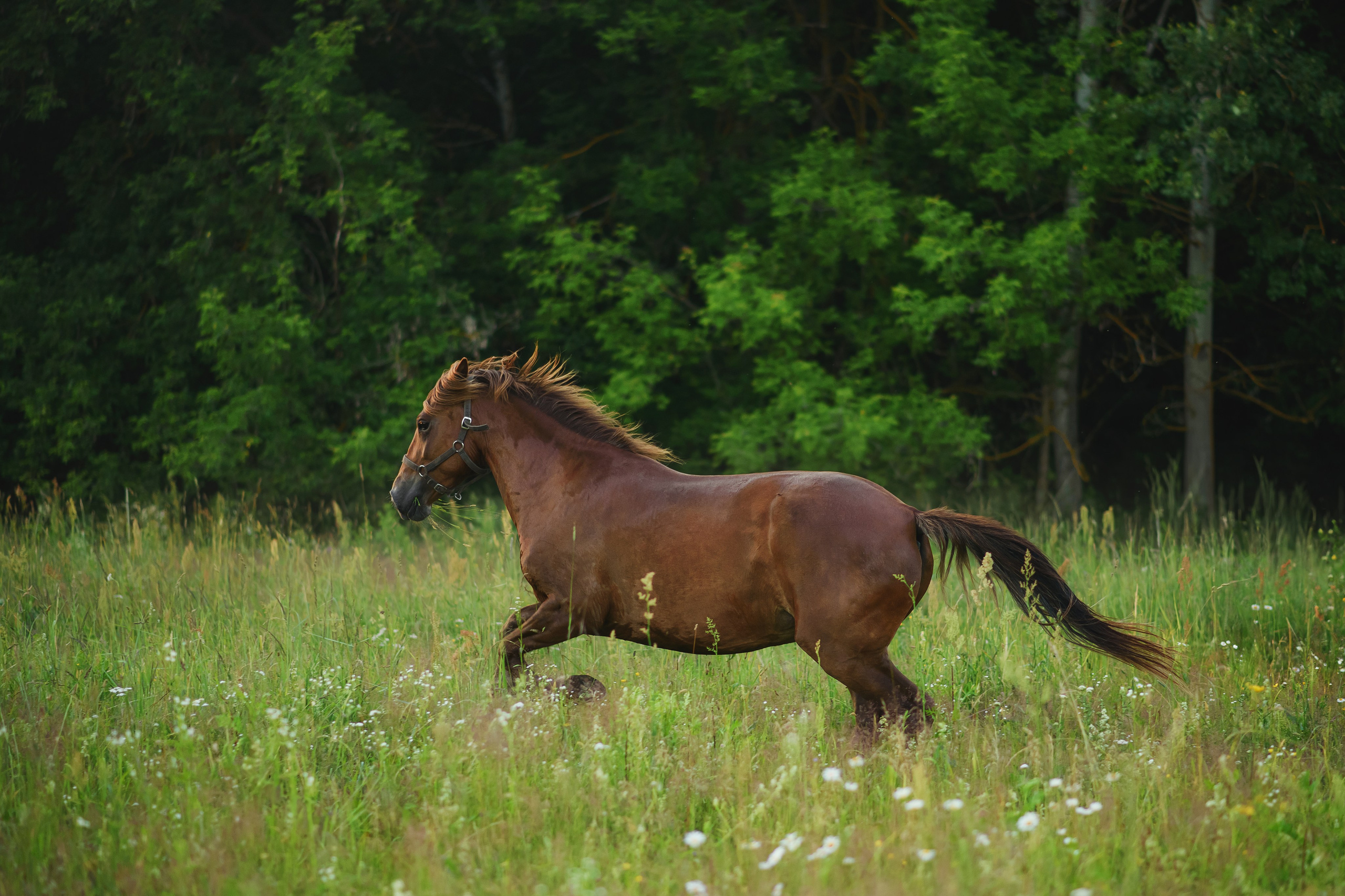 Дакар и Рамина — 29.06.2024. Фотограф — Анималист | Анна Абрамова