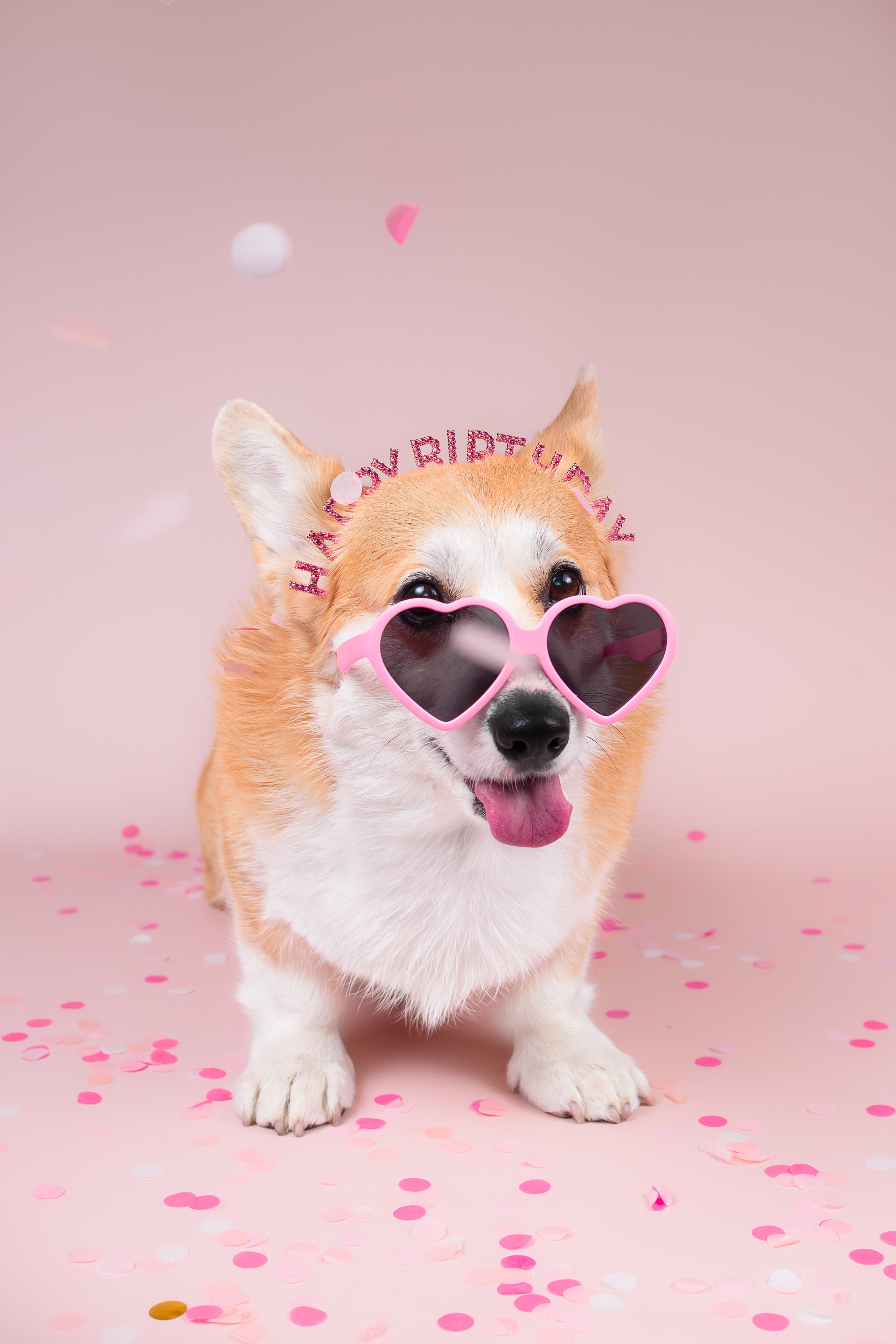 Лея ДР — 25.05.2024. Фотограф — Анималист | Анна Абрамова