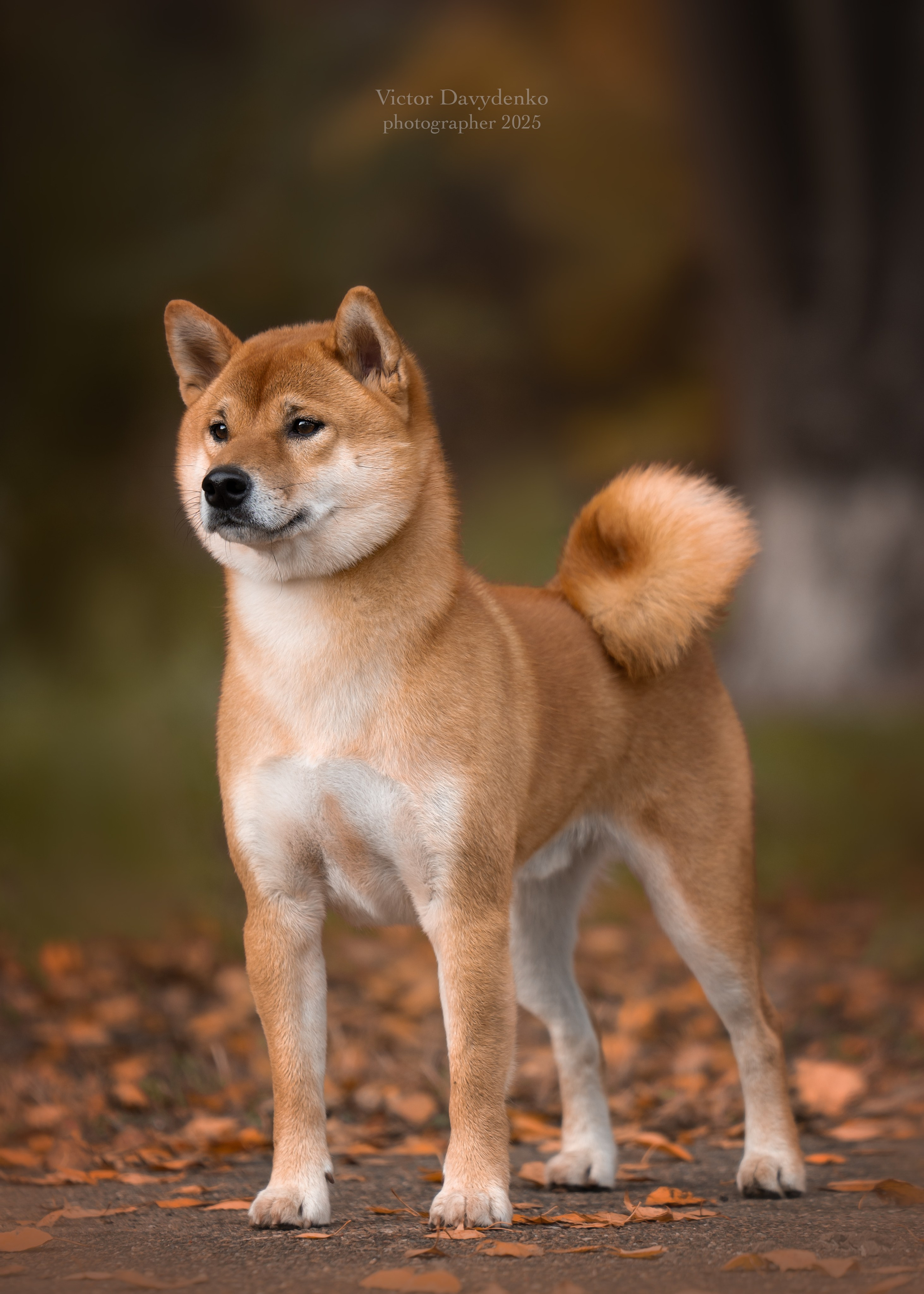 фотосессия собак краснодар выставка собак фотограф анималист сочи Сиба 