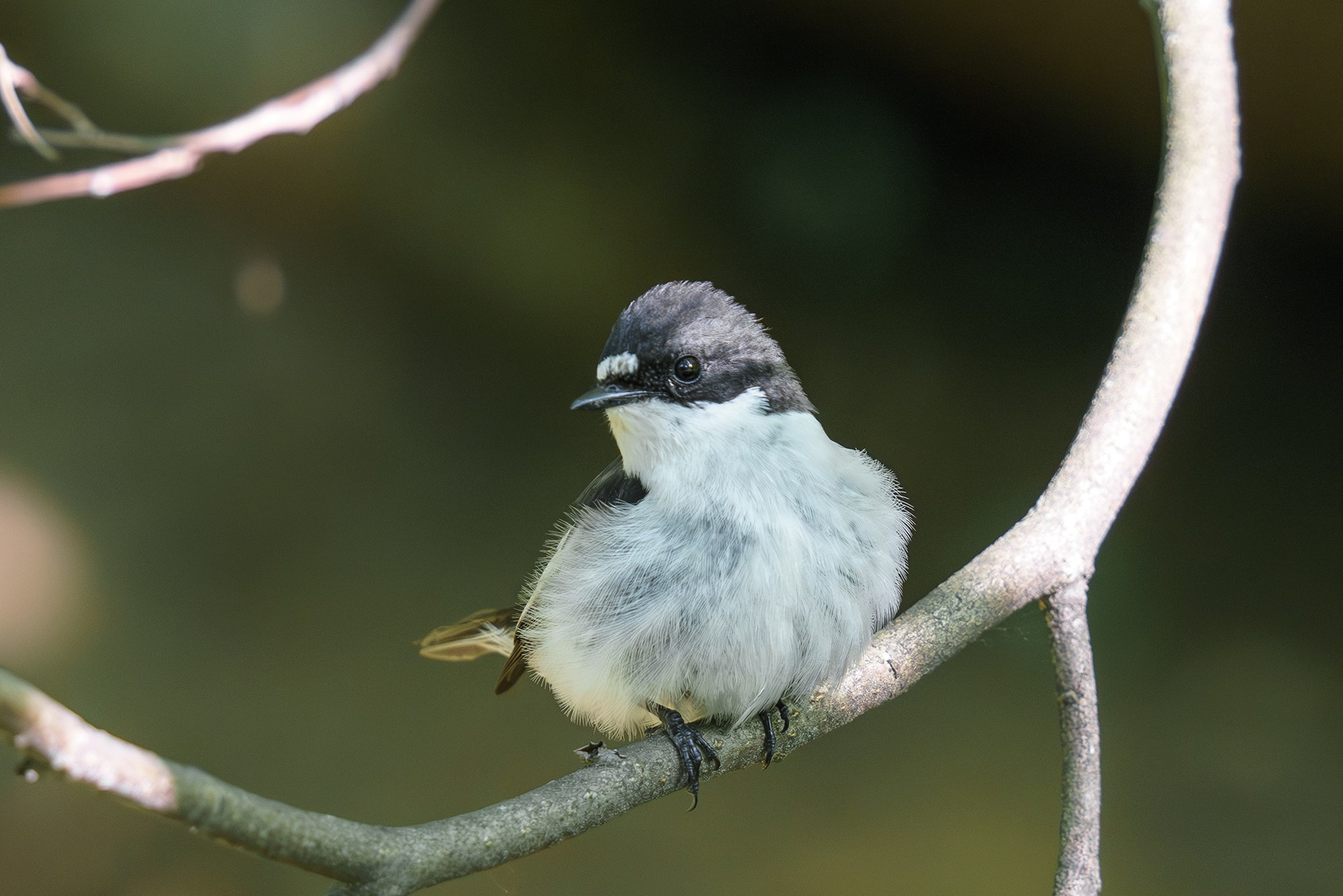 Удивительные мир птиц. Вокруг нас столько прекрасного — присмотритесь!. Ваш личный фотограф Марина Волкова