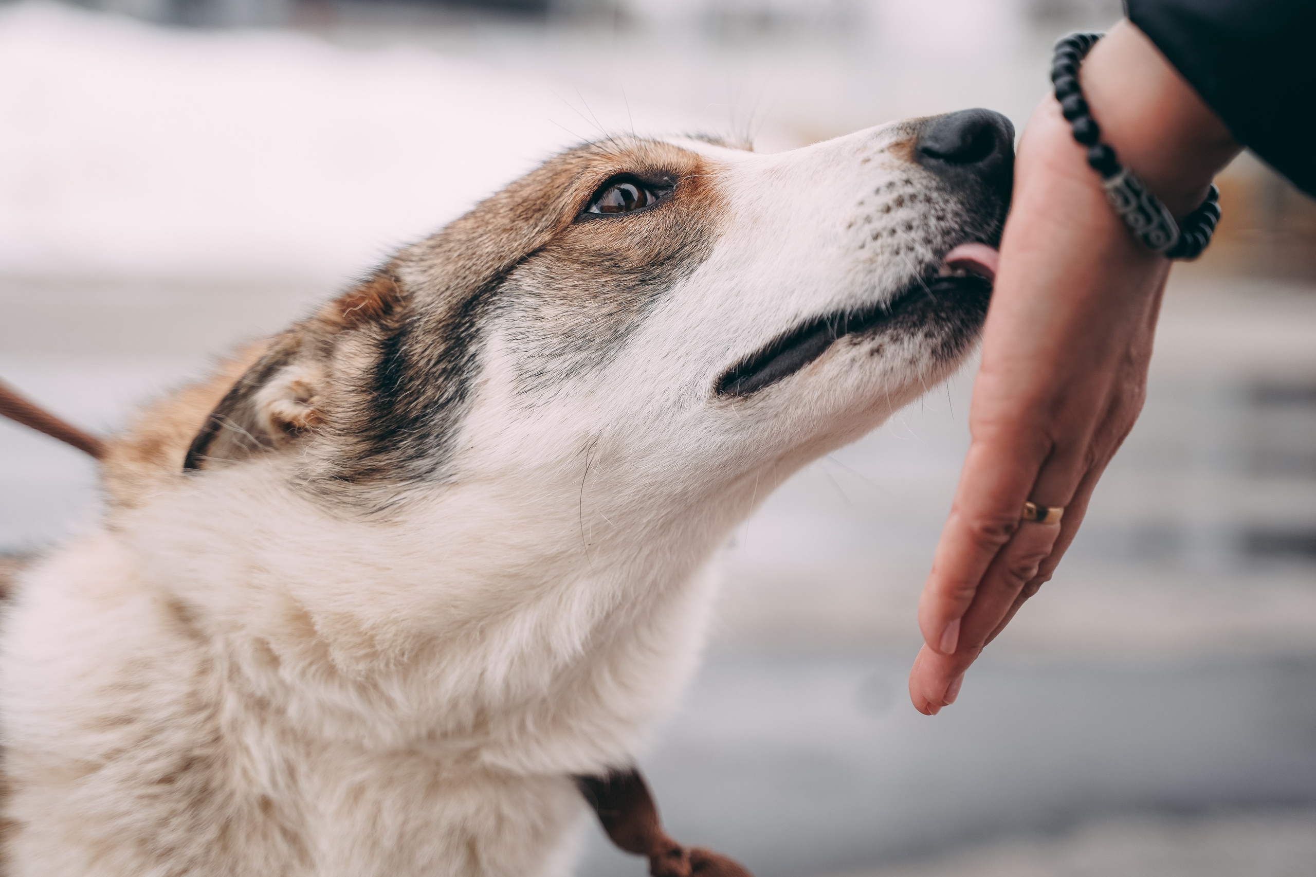 Съемка для благотворительного фонда «Дог 24». Фотограф-анималист, портретный фотограф в Чебоксарах Мария Садыкова