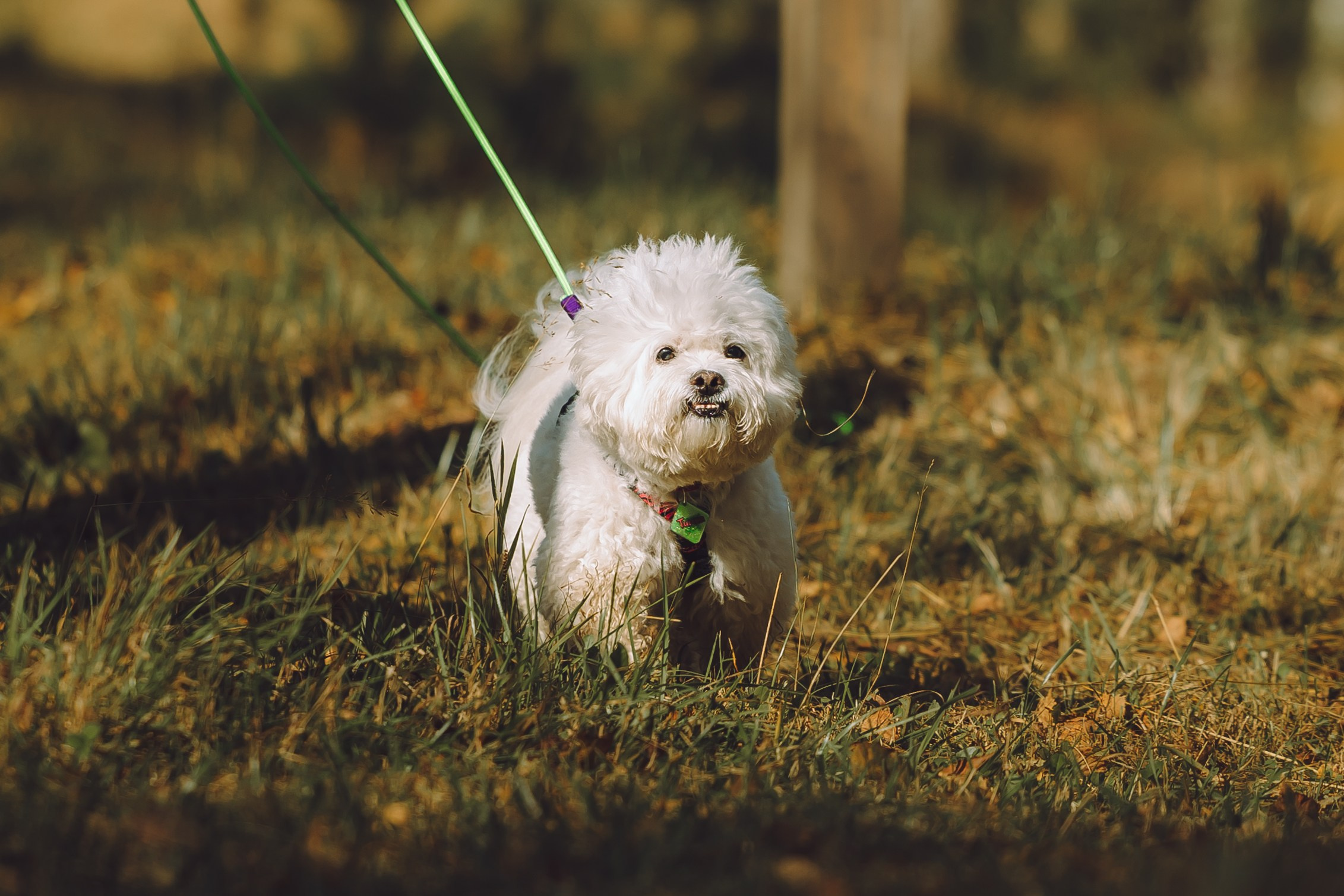 Выездной дог-тренинг от школы «Шерсть имею», Тованово