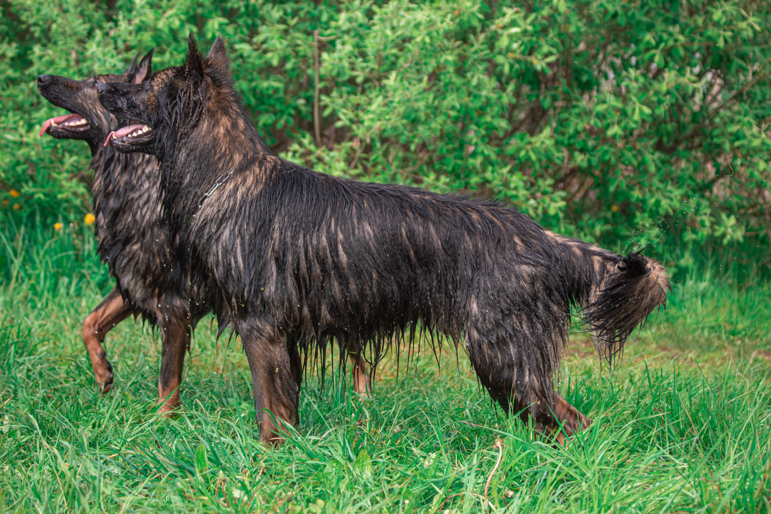 Фотосессии с животными Тула. Фотограф анималист — Тула, Москва