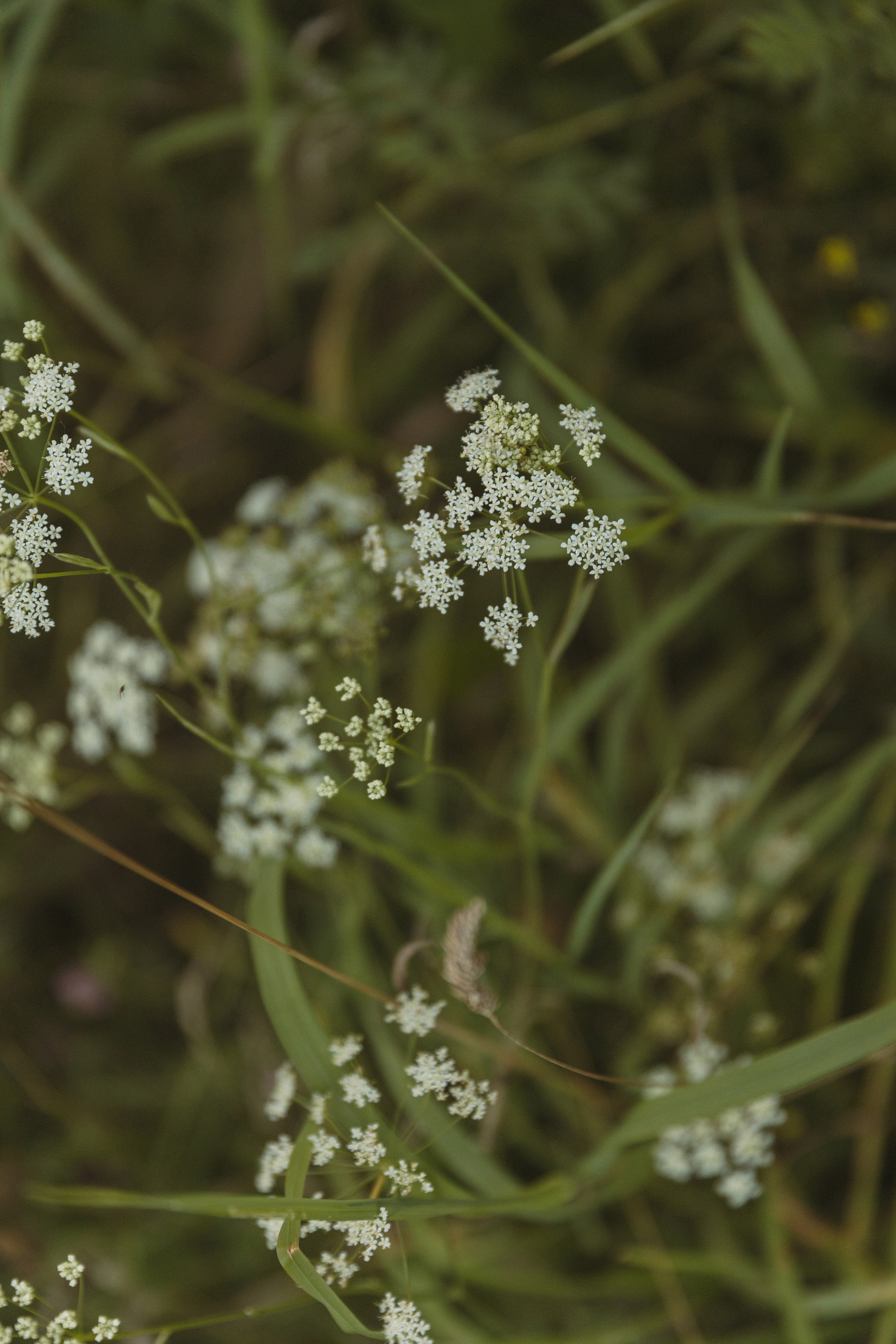 Виталий и Анастасия