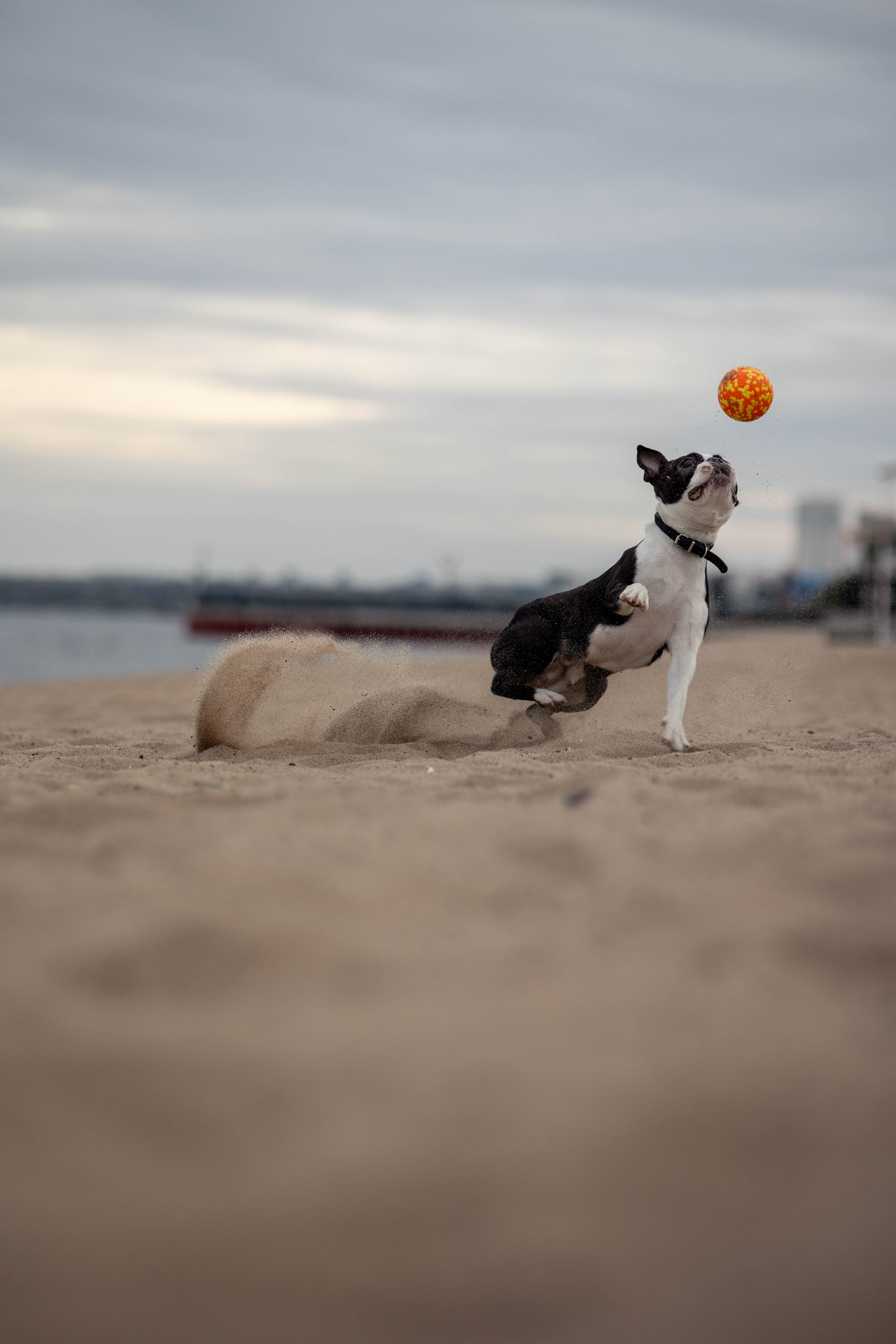 Сима. Главная