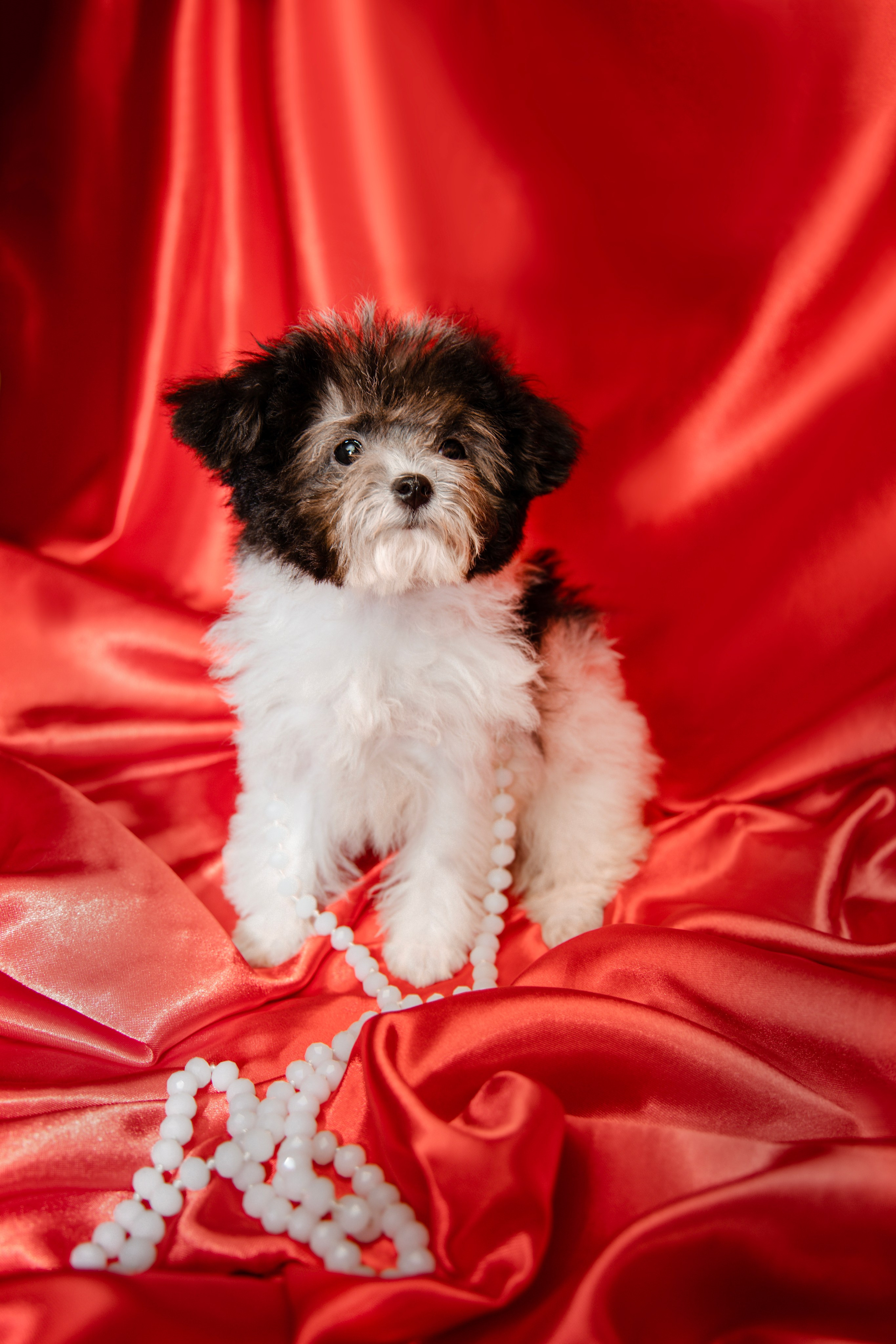 Фотограф Татьяна Марсуверских г. Жуковский, Москва и Мо. Репортажные съёмки, фотосессии,  фотограф анималист, фотосъёмка животных. Фотограф для маркетплейсов, фотоуслуги в Жуковском Татьяна Марсуверских