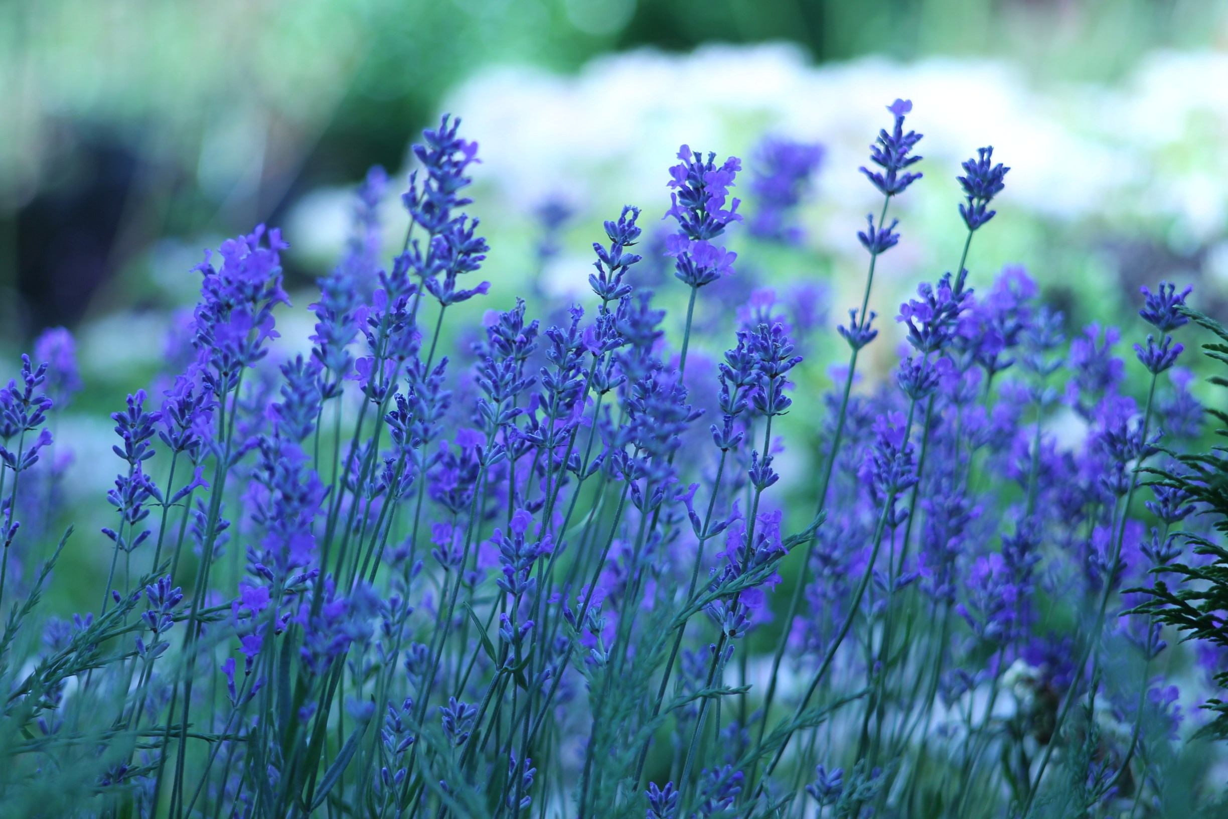 Цветочный импрессионизм. Сайт фотографа Виталия Дени