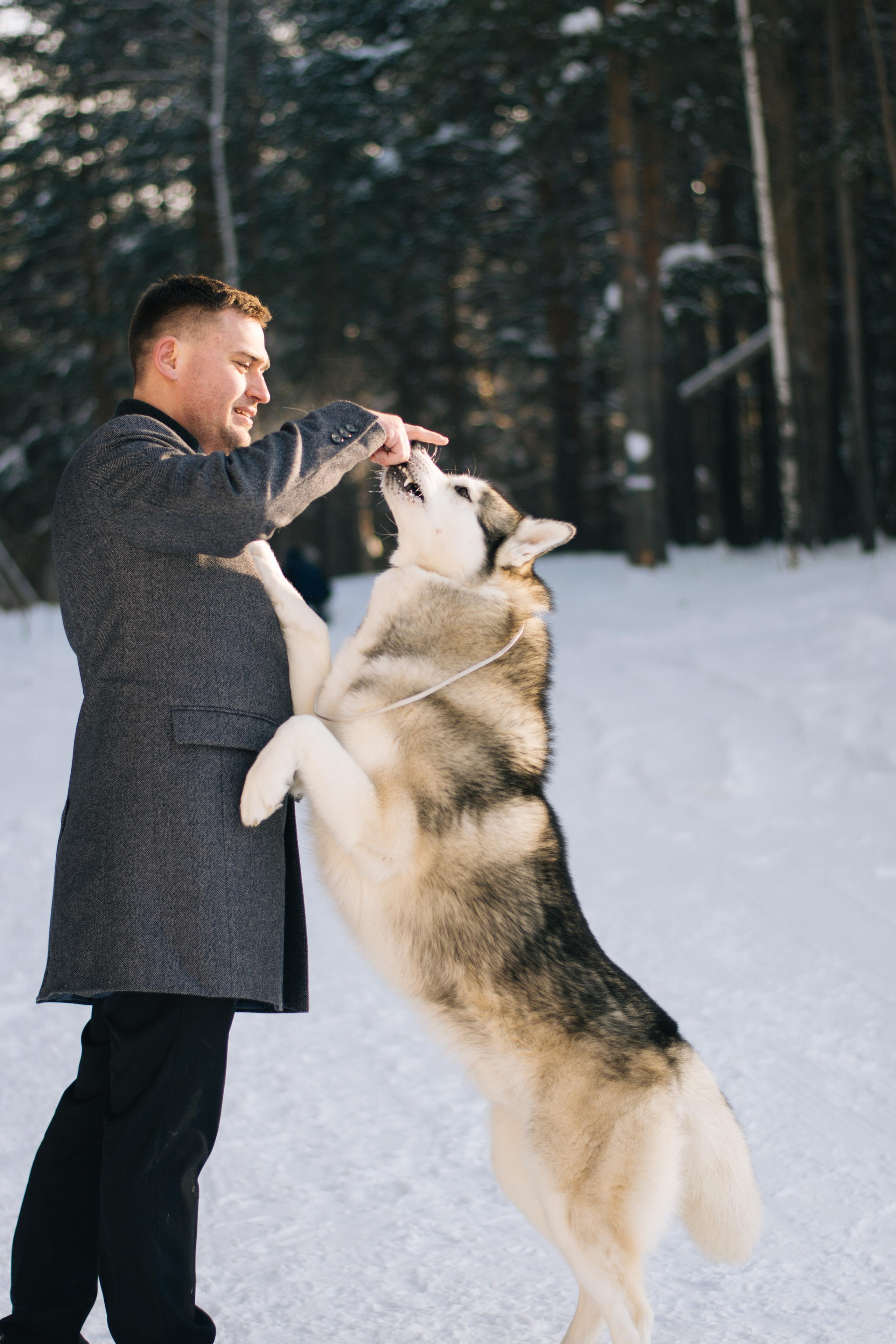 Фотосессия с хаски. Фотограф в Екатеринбурге Веретенова Наталья