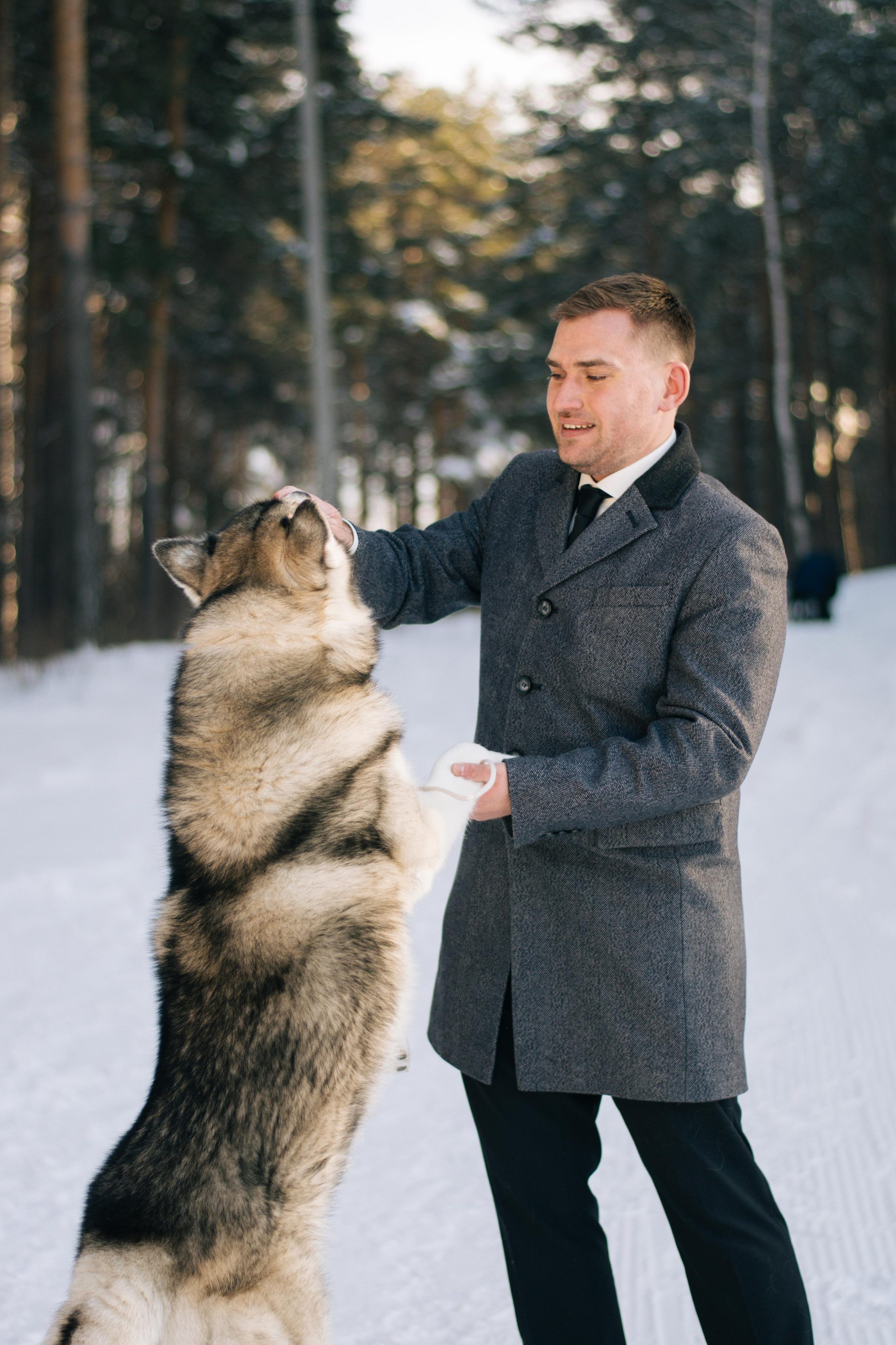 Фотосессия с хаски. Фотограф в Екатеринбурге Веретенова Наталья