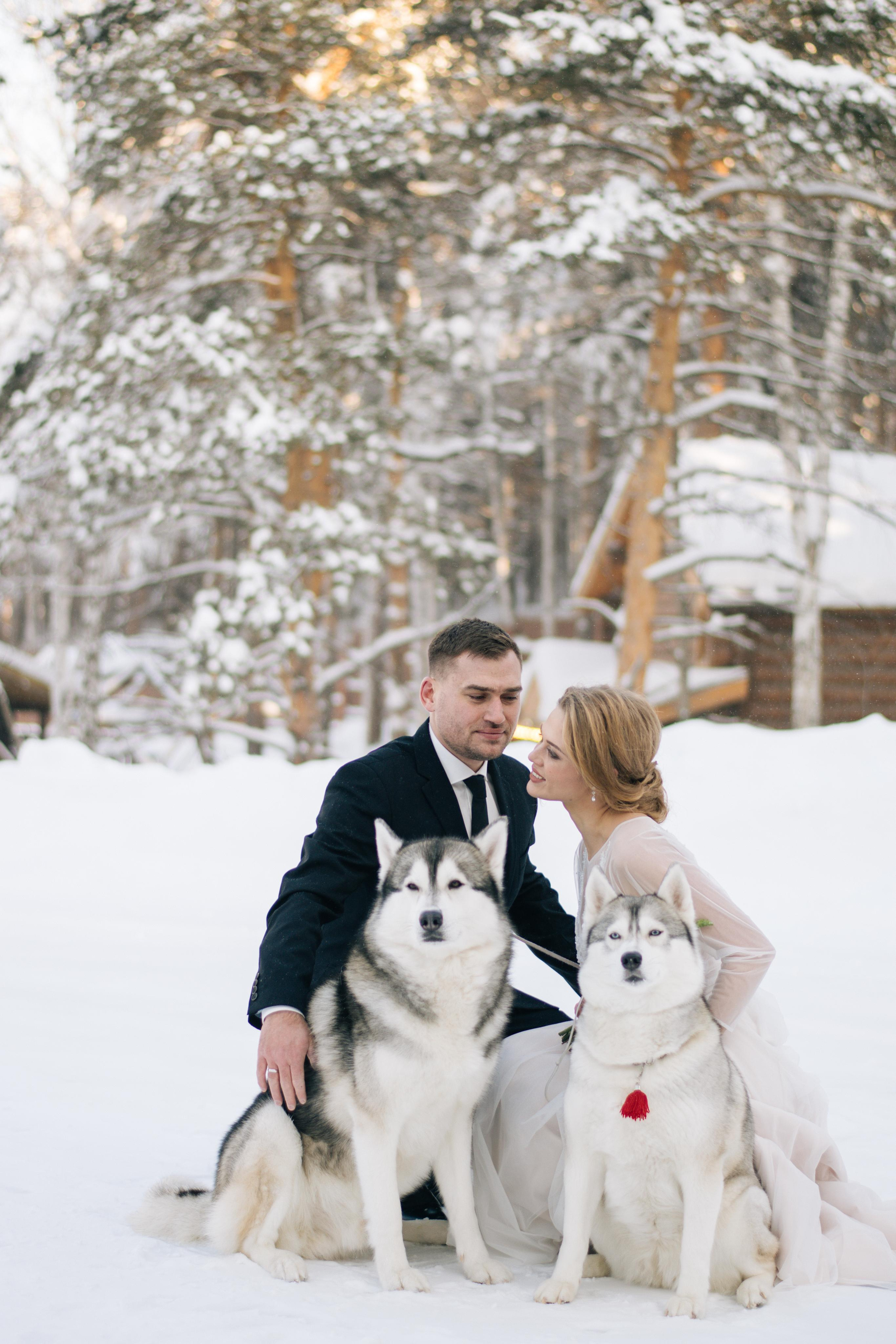 Фотосессия с хаски. Фотограф в Екатеринбурге Веретенова Наталья