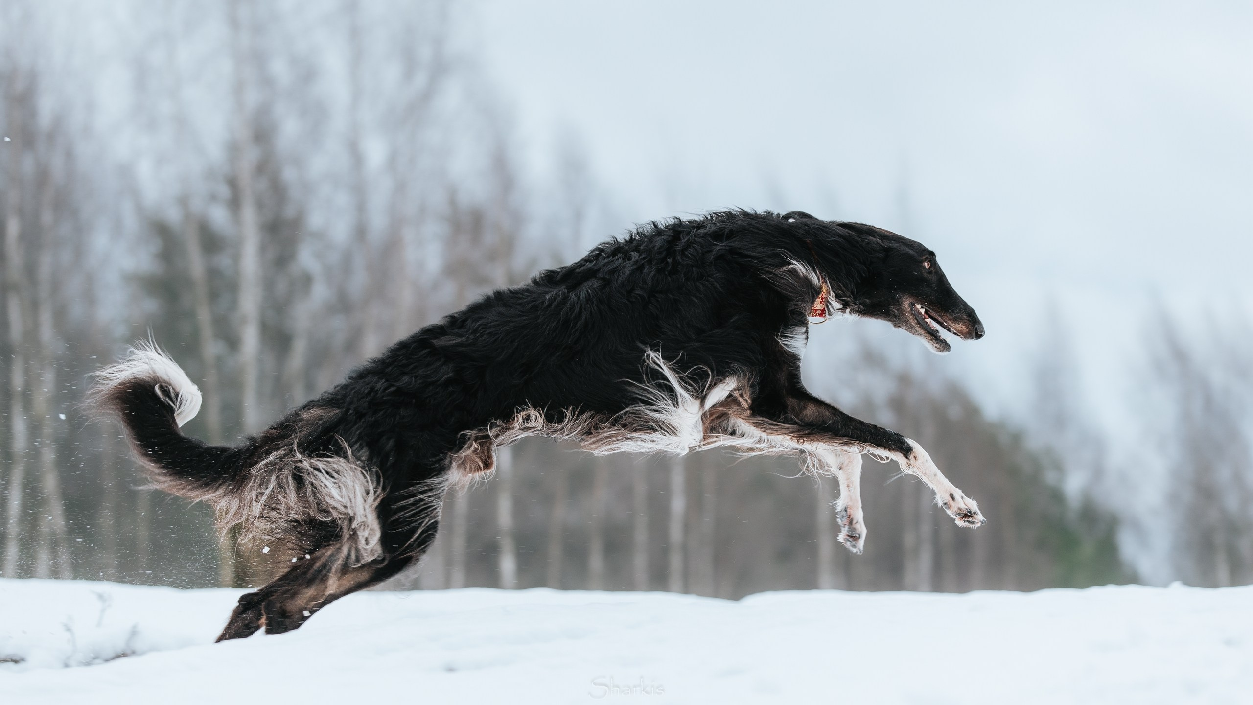 Катя и Гримм. Главная