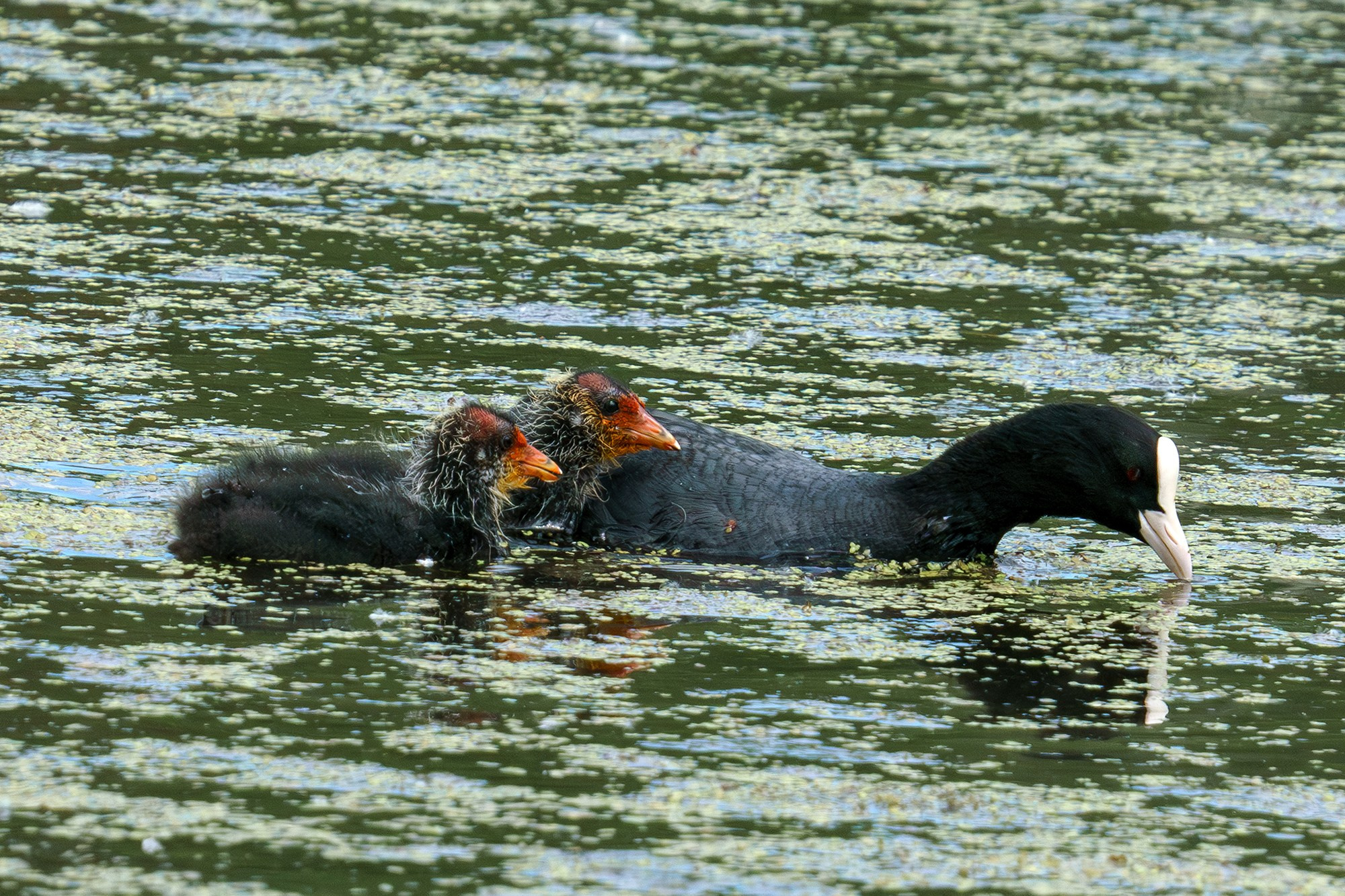 Удивительные мир птиц. Вокруг нас столько прекрасного — присмотритесь!. Ваш личный фотограф Марина Волкова