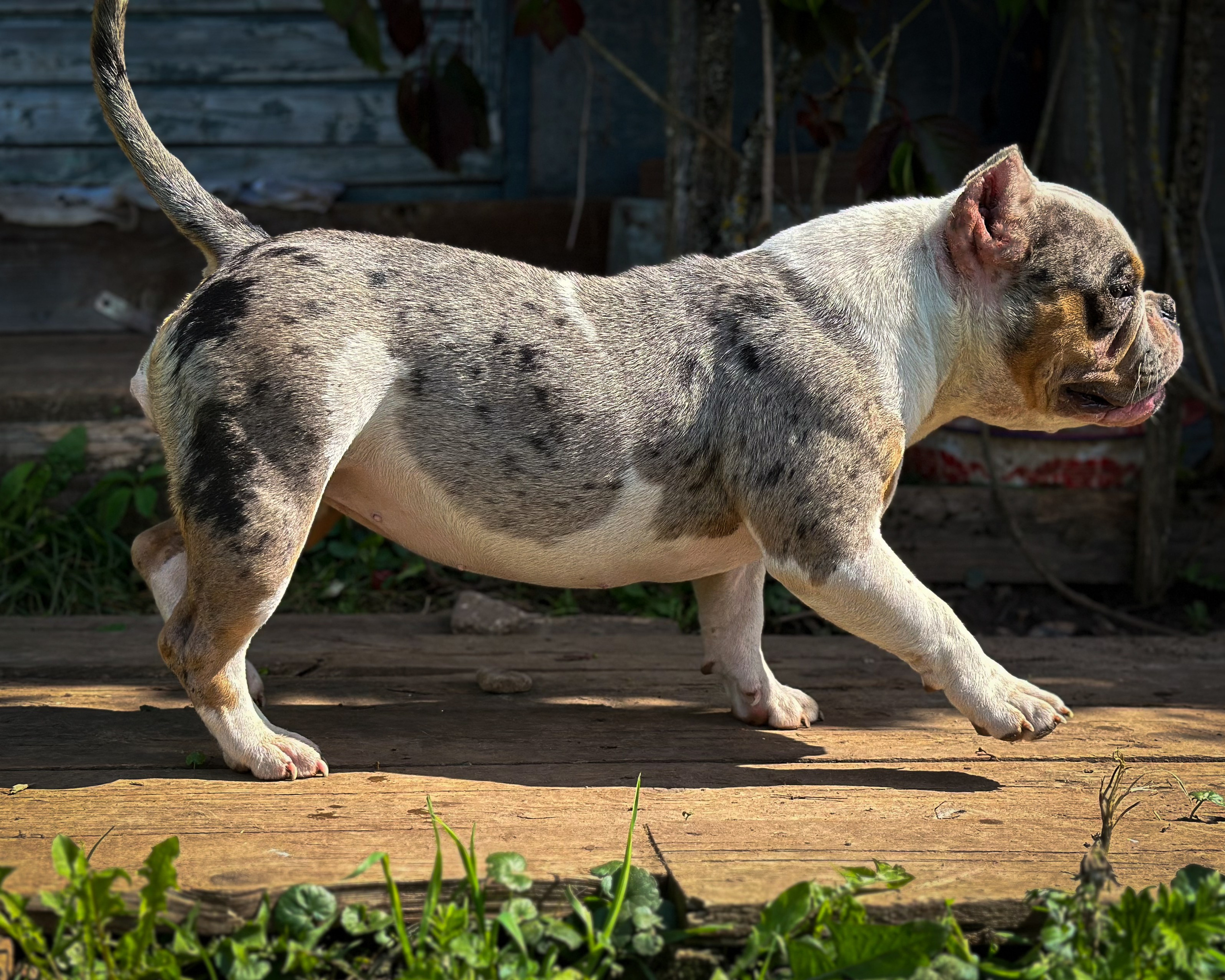 Saint-P Bully's Dynasty. Питомник американских булли Bounty Pride Bully