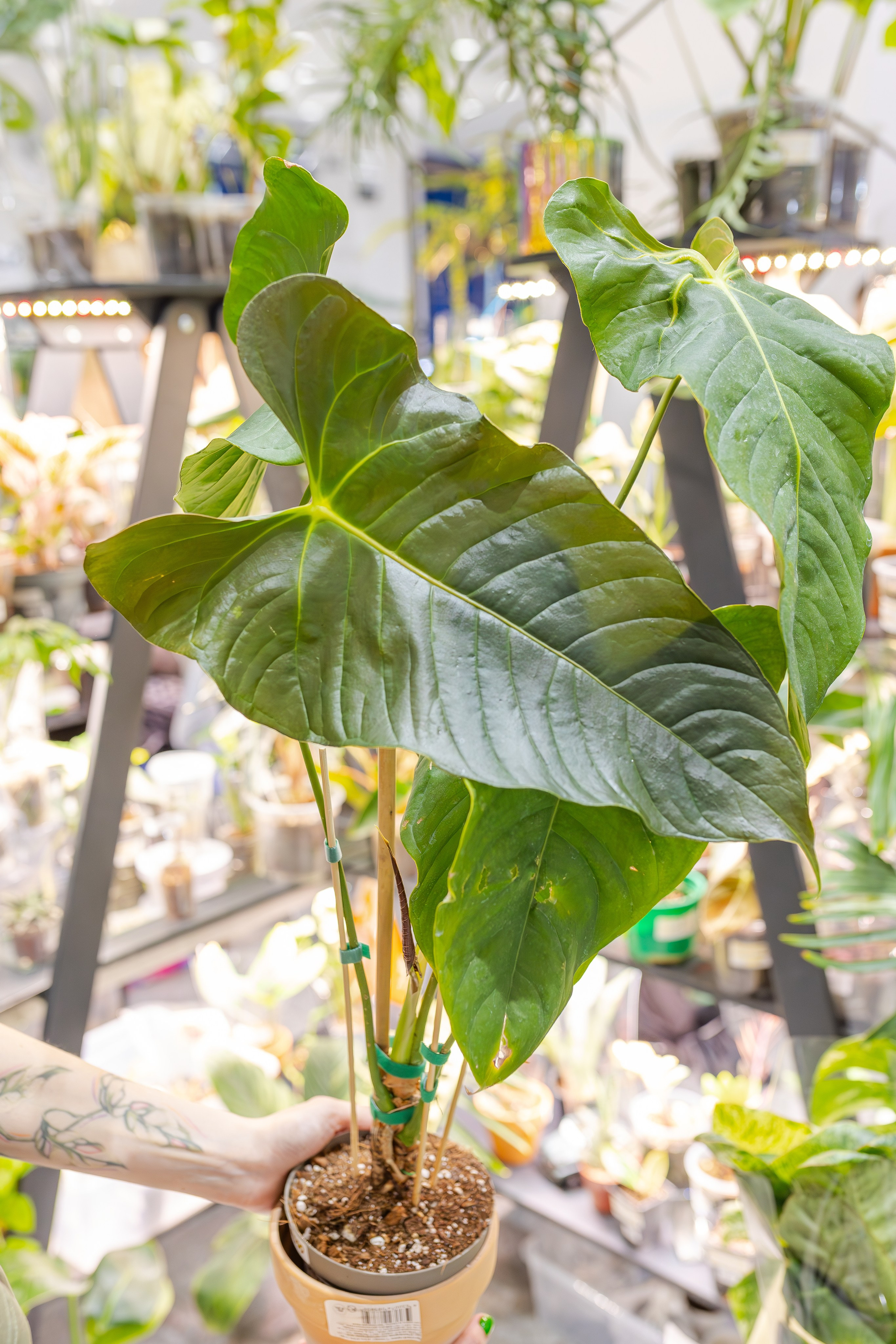 Монстериум апрель 2026. Александра Куликова фотограф, Москва