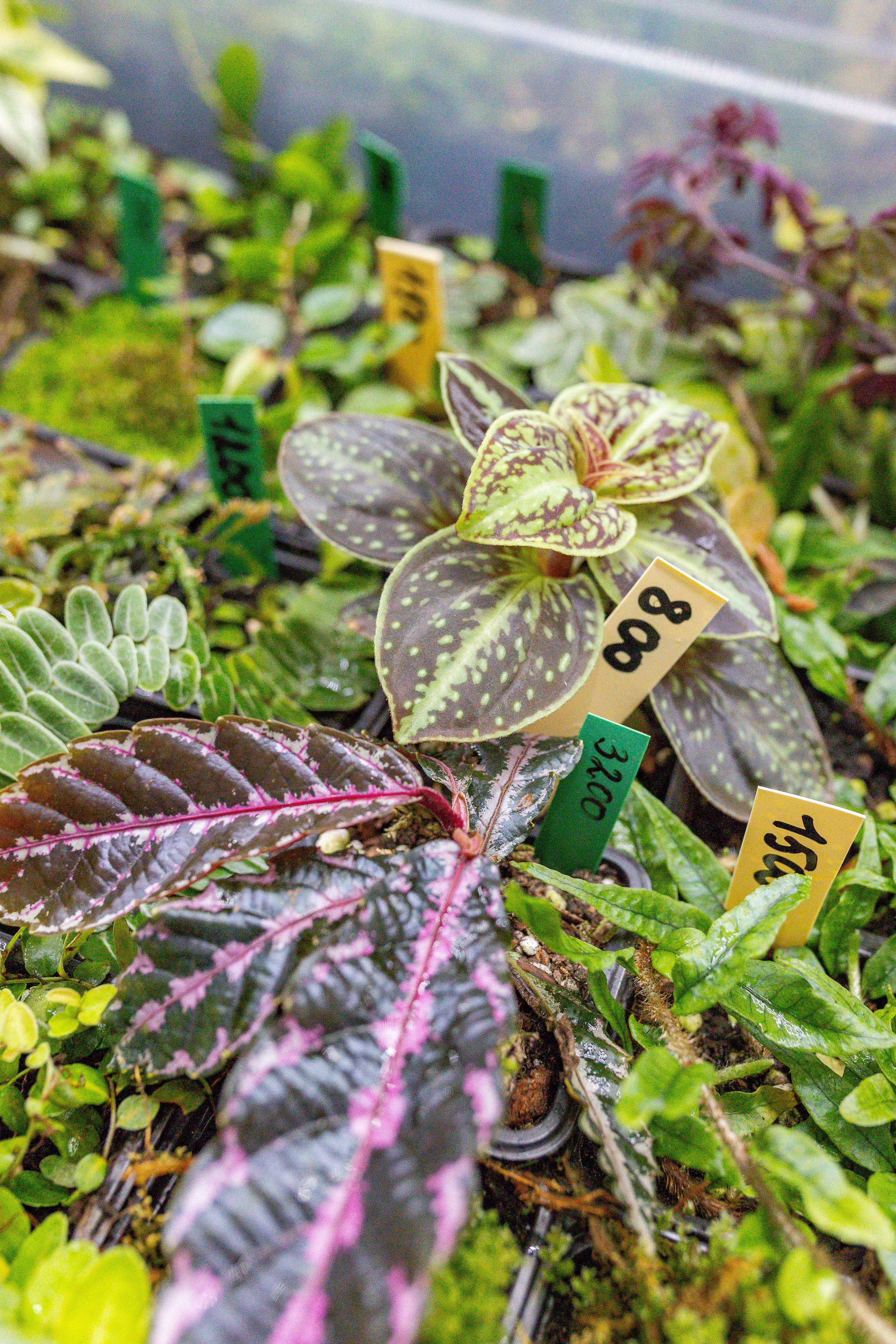 Орхидиум сентябрь 2025. Александра Куликова фотограф, Москва