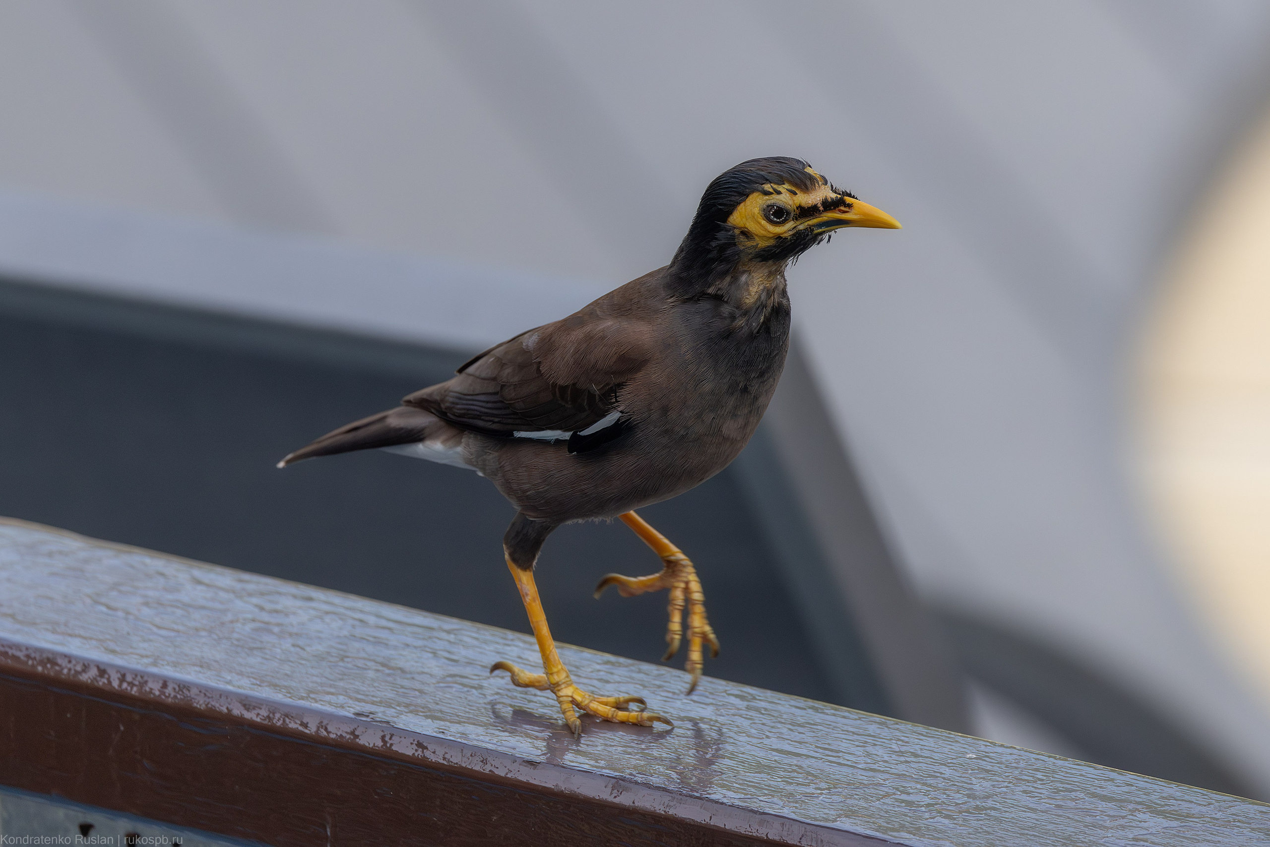 Обыкновенная майна. Архитектурный и пейзажный фотограф Кондратенко Руслан, Санкт-Петербург