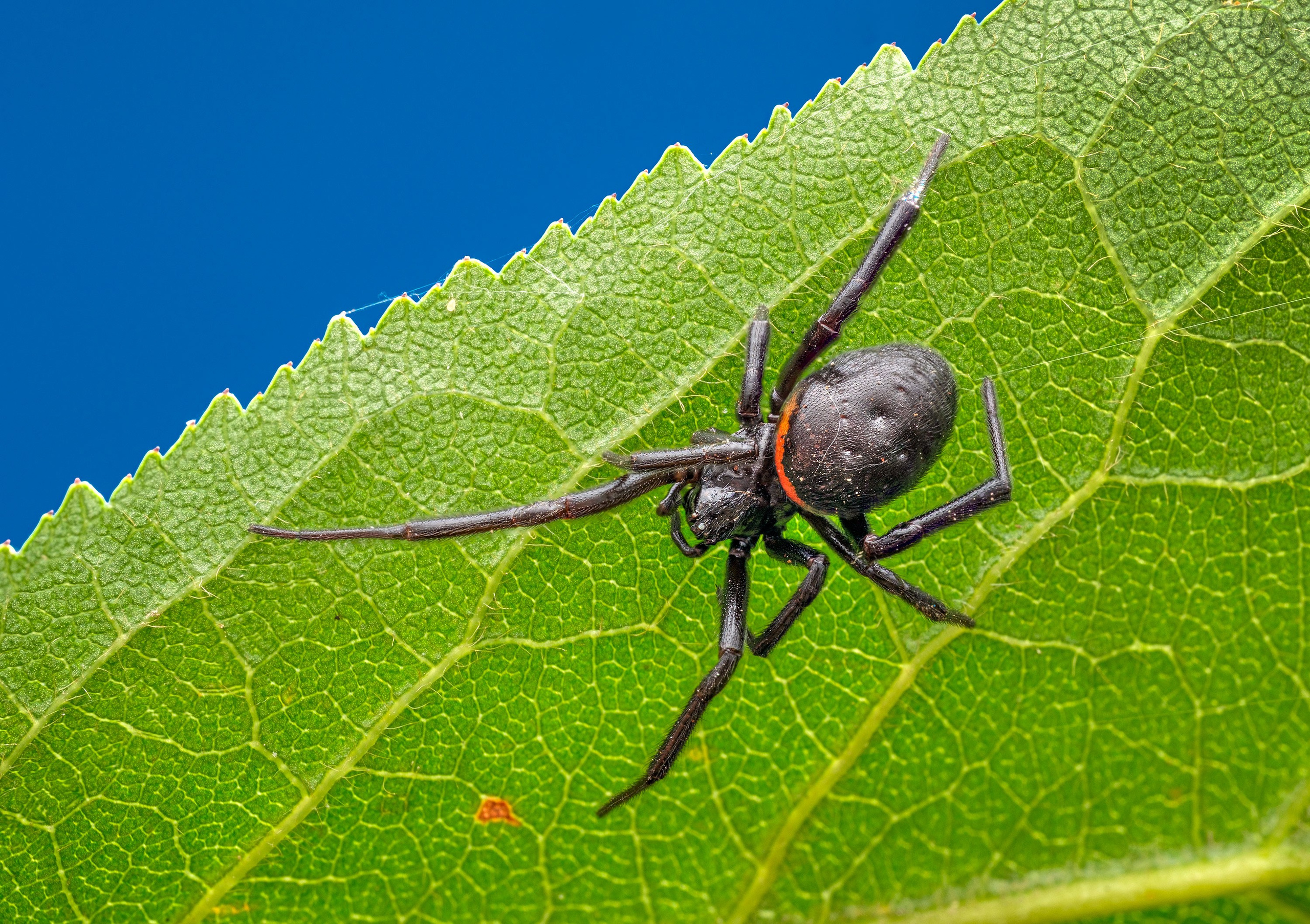 Макросъемка