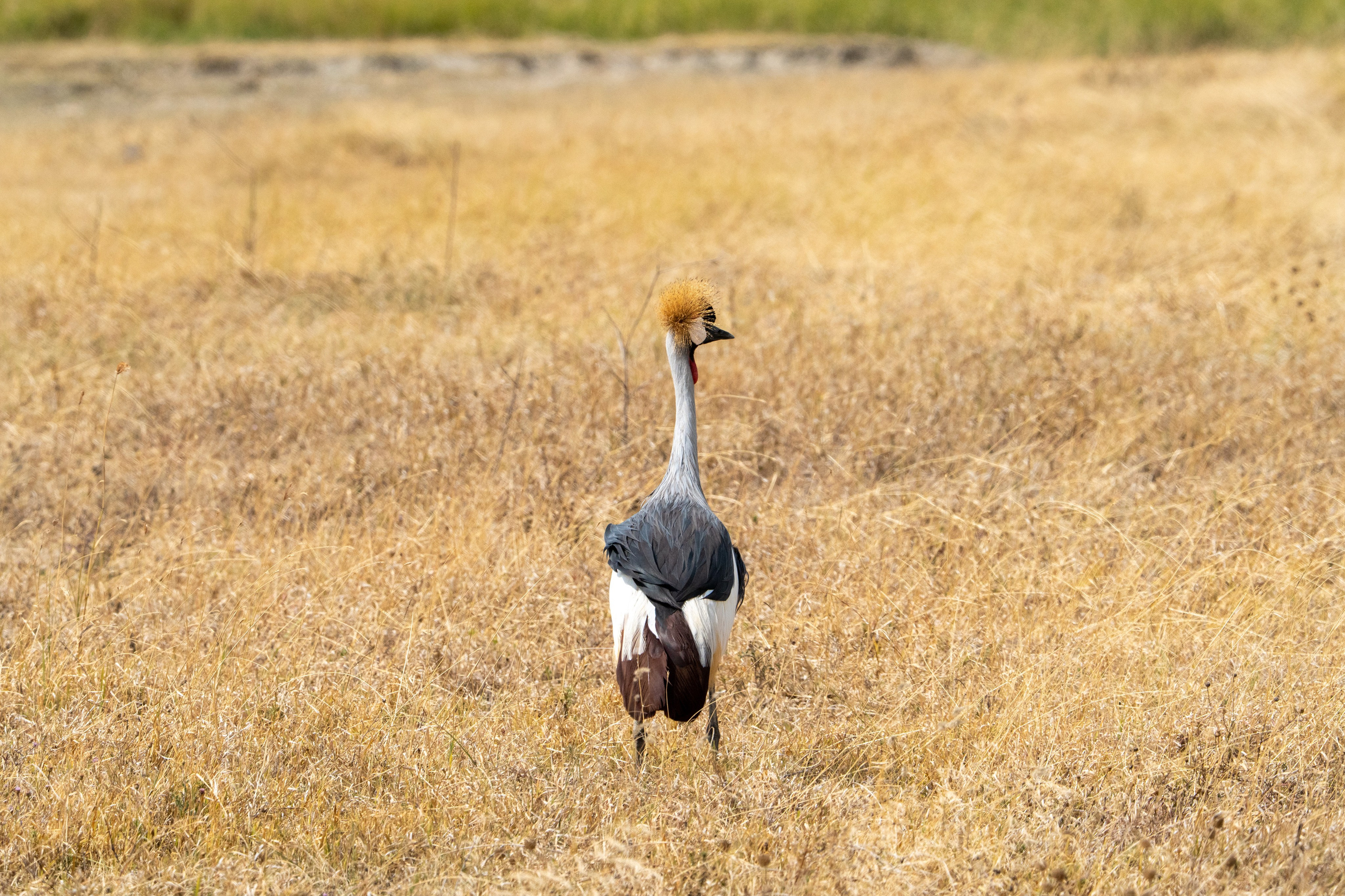 Танзания, сафари, 2025. Творческие сьемки