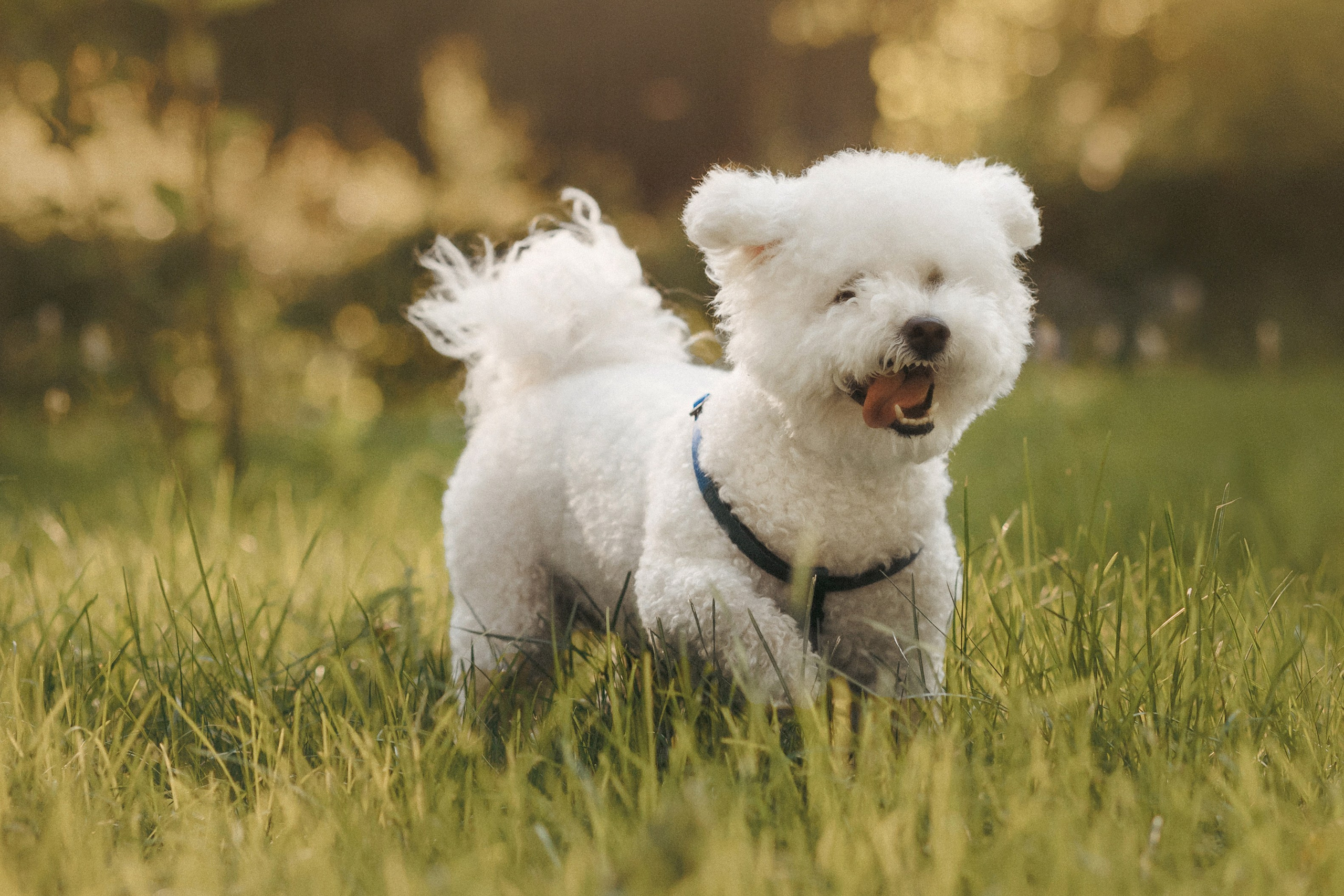 Марина, Данил и Бруно. Фотограф-анималист Елена Радченко, Москва