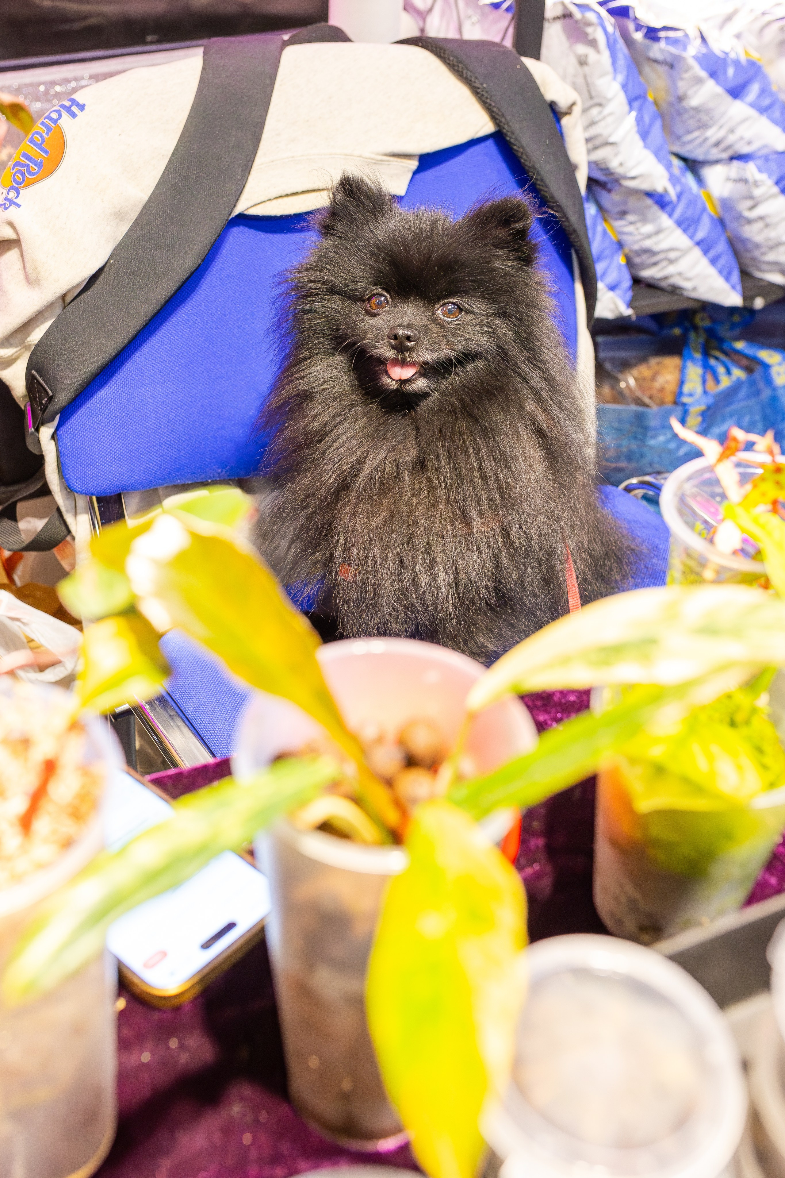 Орхидиум сентябрь 2025. Александра Куликова фотограф, Москва