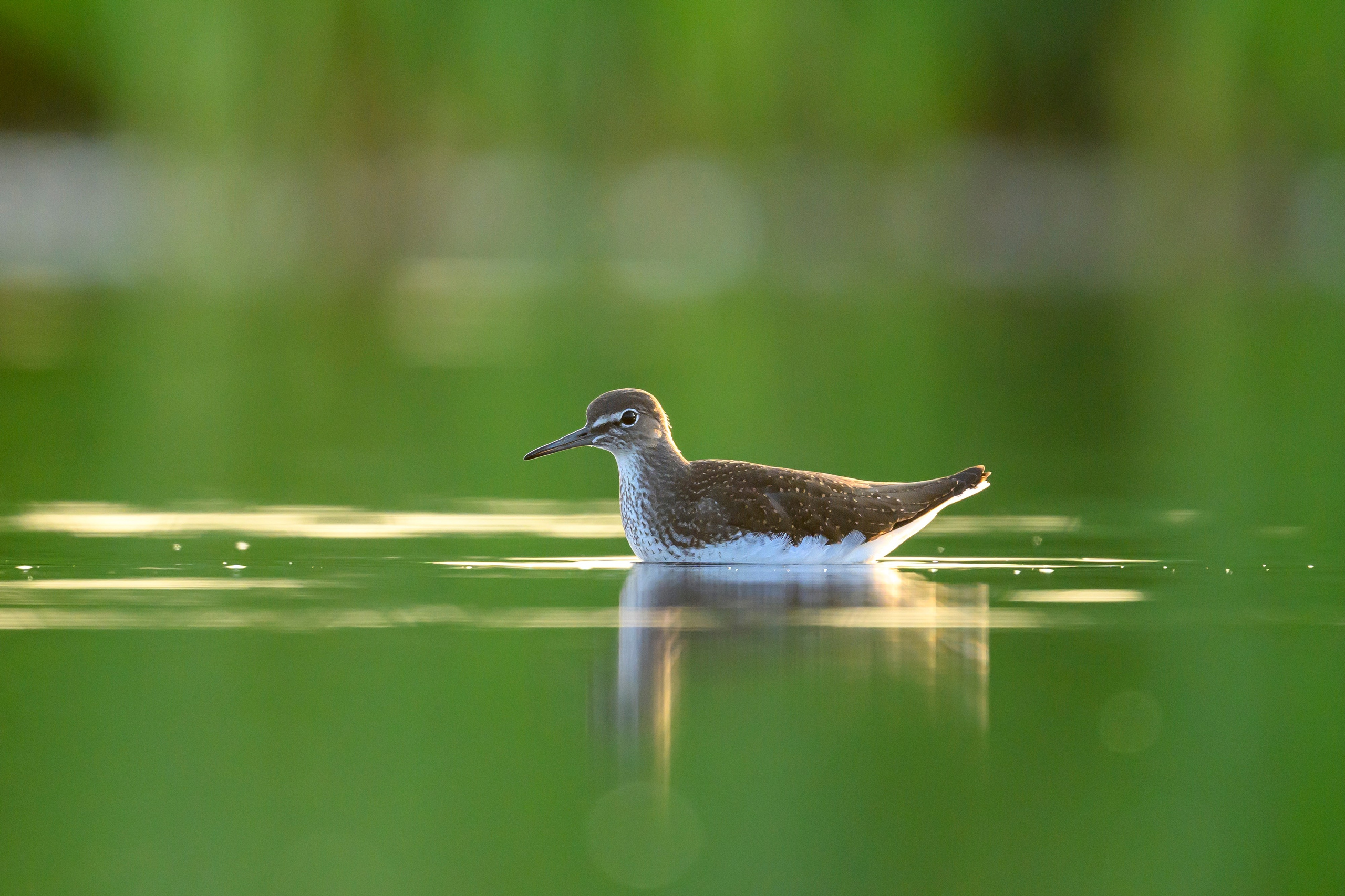 Птенец трясогузки, поручейник и фифи. Wildlife photography by Sergey Puponin