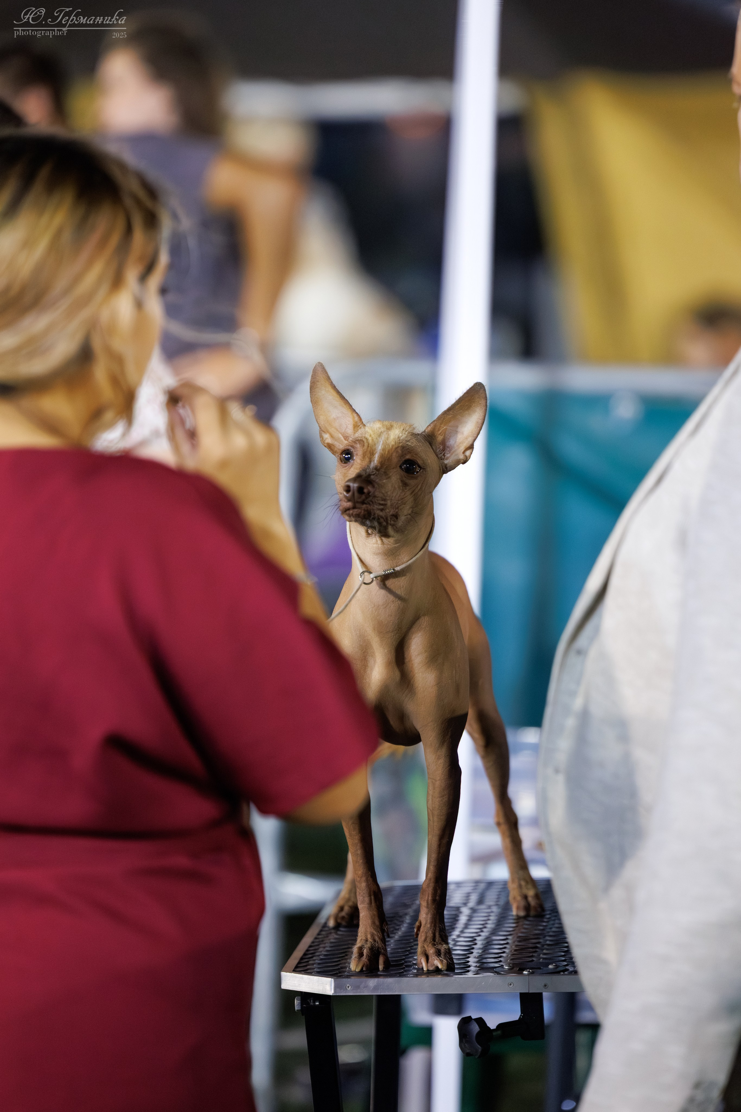 Калининград 25-27.07 Волгоград 1-3.08 2025. Фотограф-анималист Юлия Германика