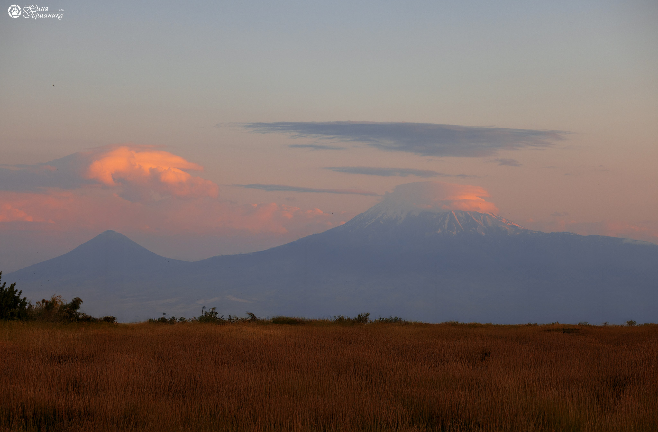 Ереван 3хCACIB 23-25.06.2025. Фотограф-анималист Юлия Германика