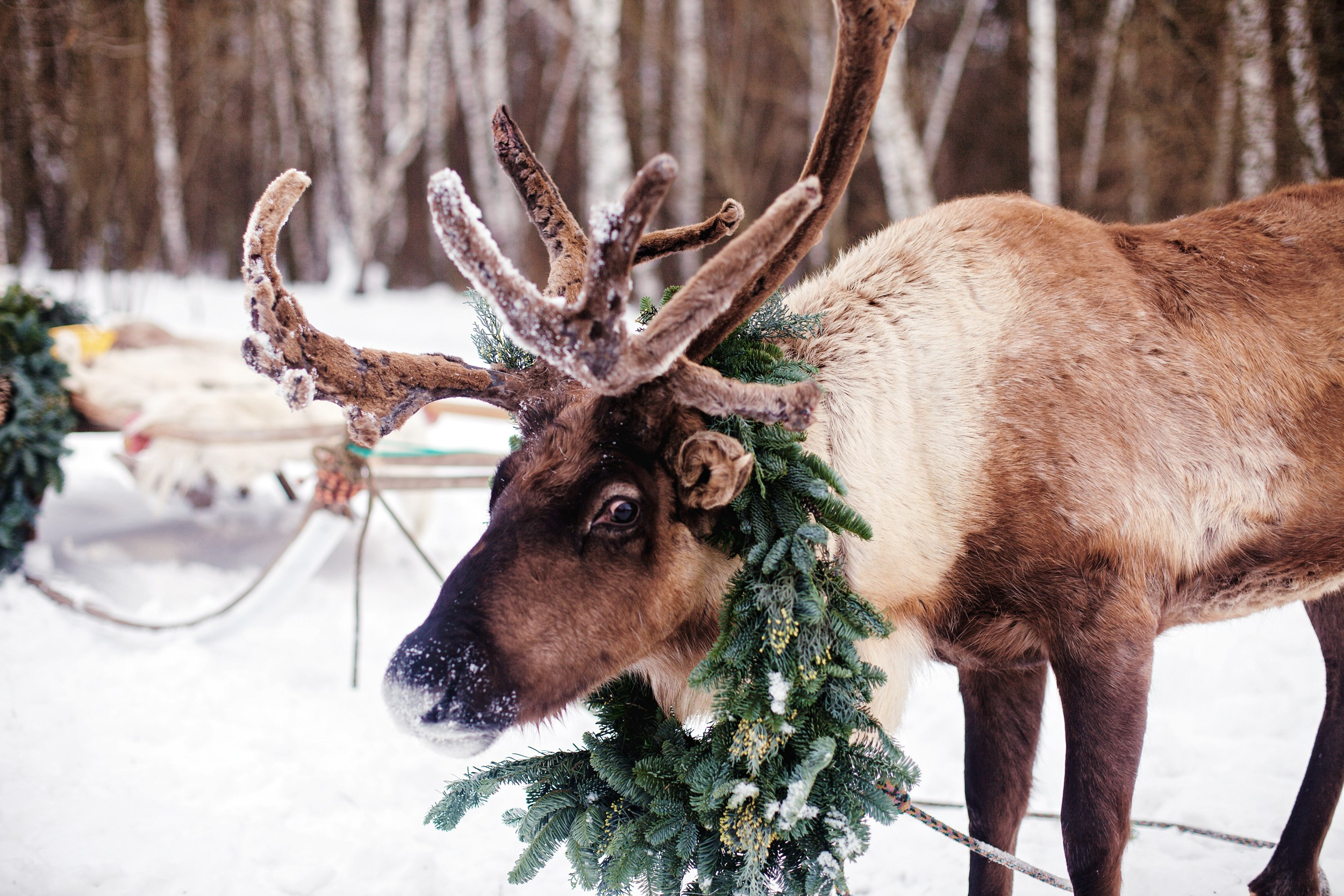 Зимняя сказка. Главная