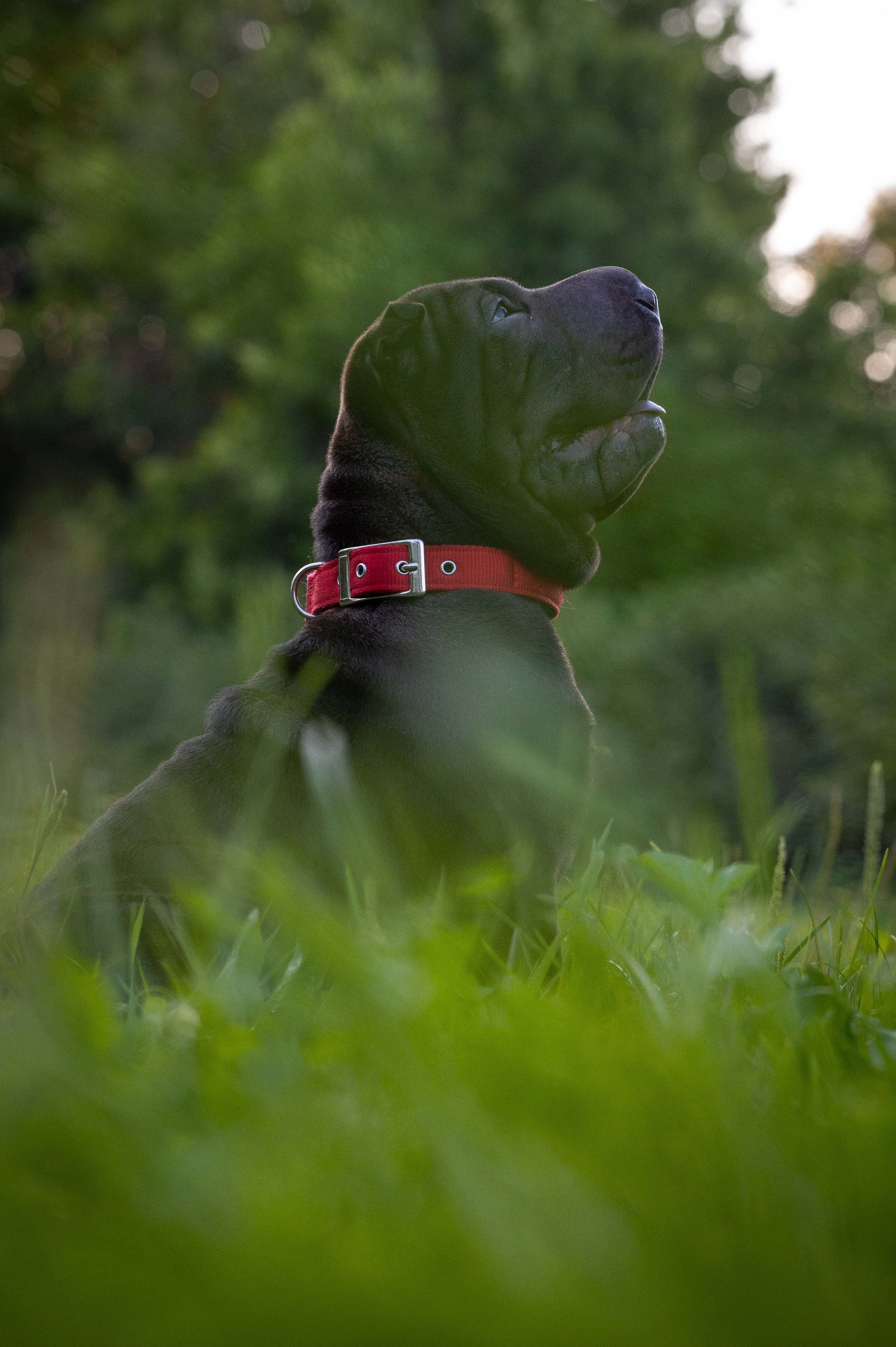 Собаки. Фотограф-анималист в Санкт-Петербурге Анастасия Иванова
