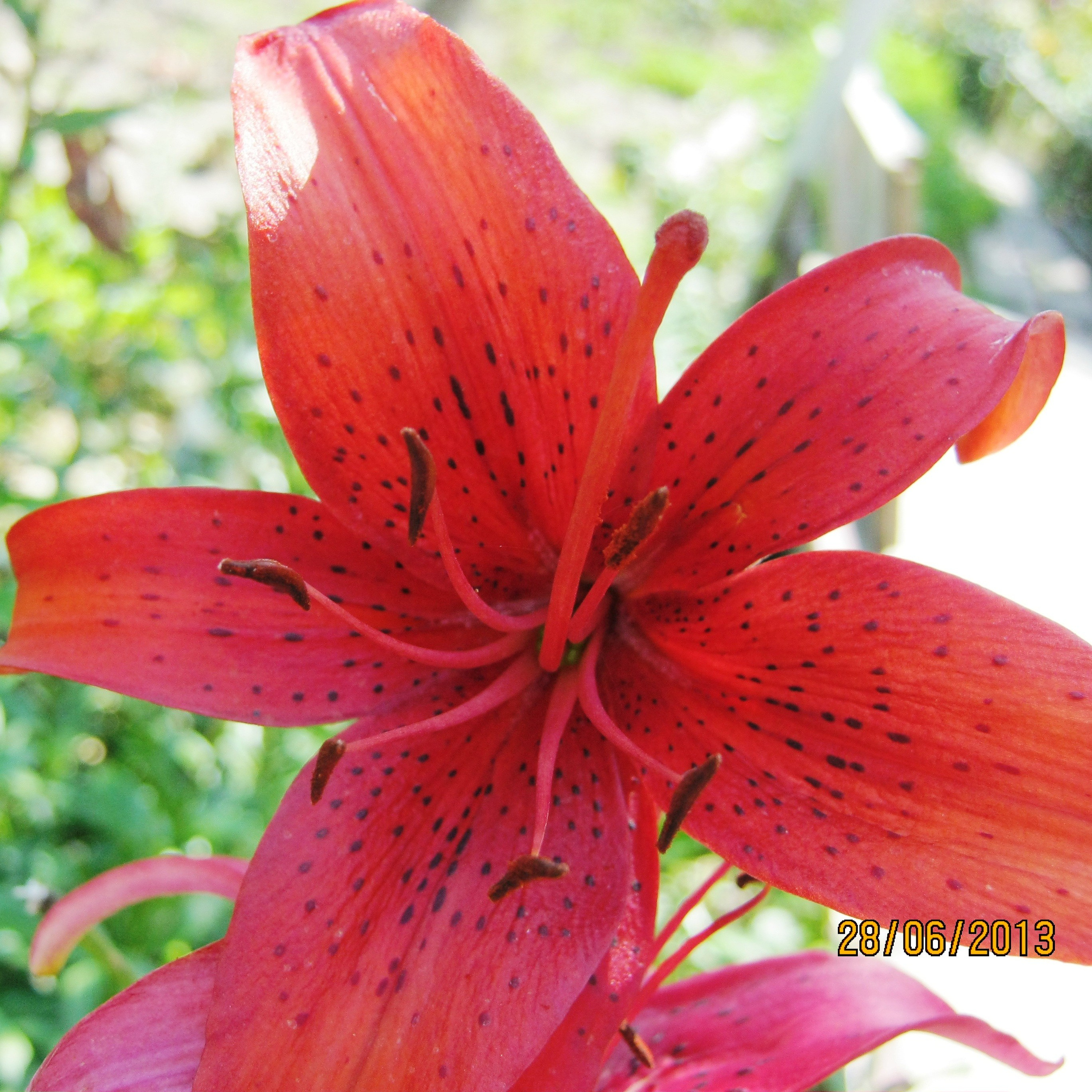 На Больничной 28.06.2013. Семейный, Свадебный фотограф СПБ Питер— Романова Екатерина