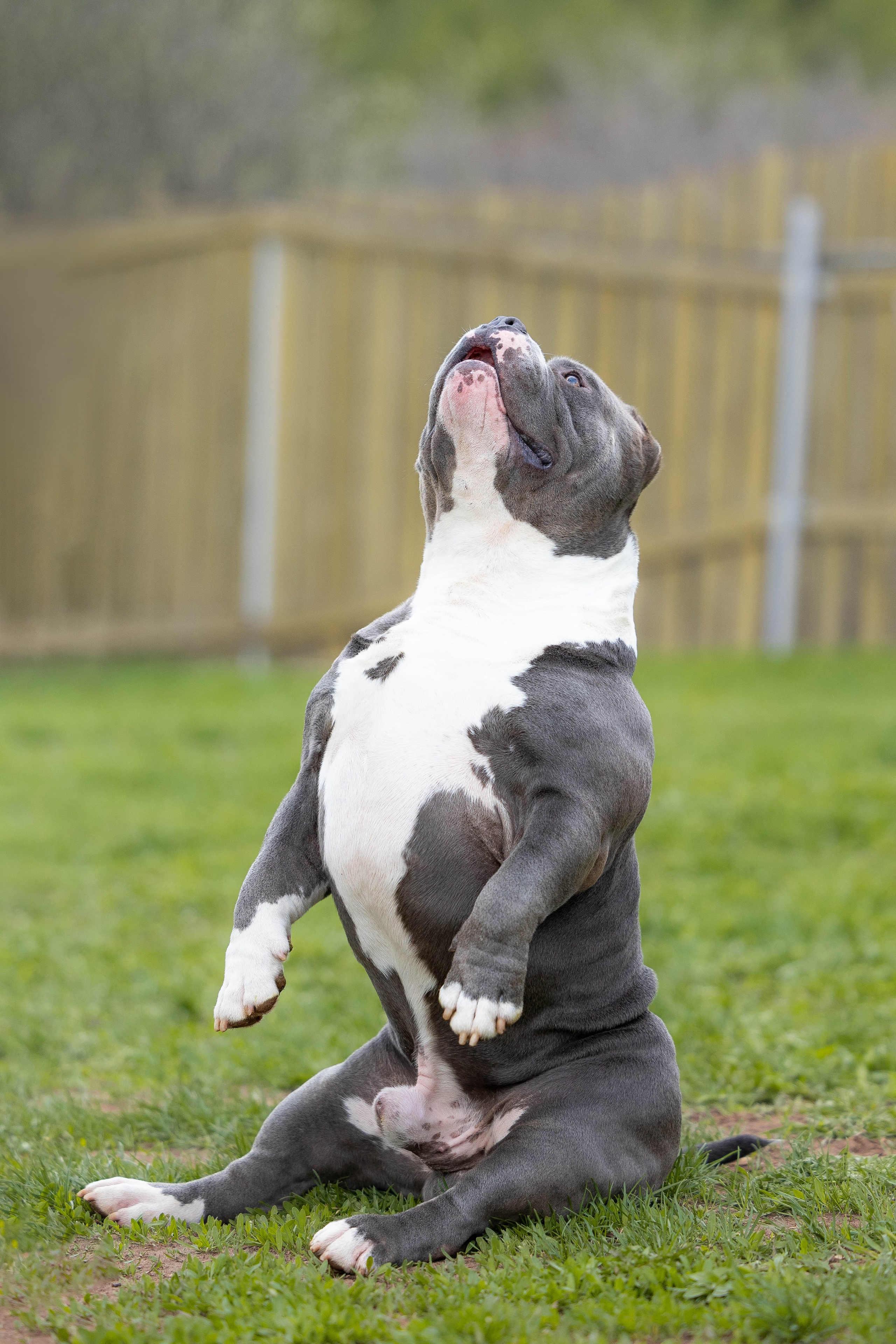 Щенки булли. Фотограф Анималист в Перми Анастасия Остерман
