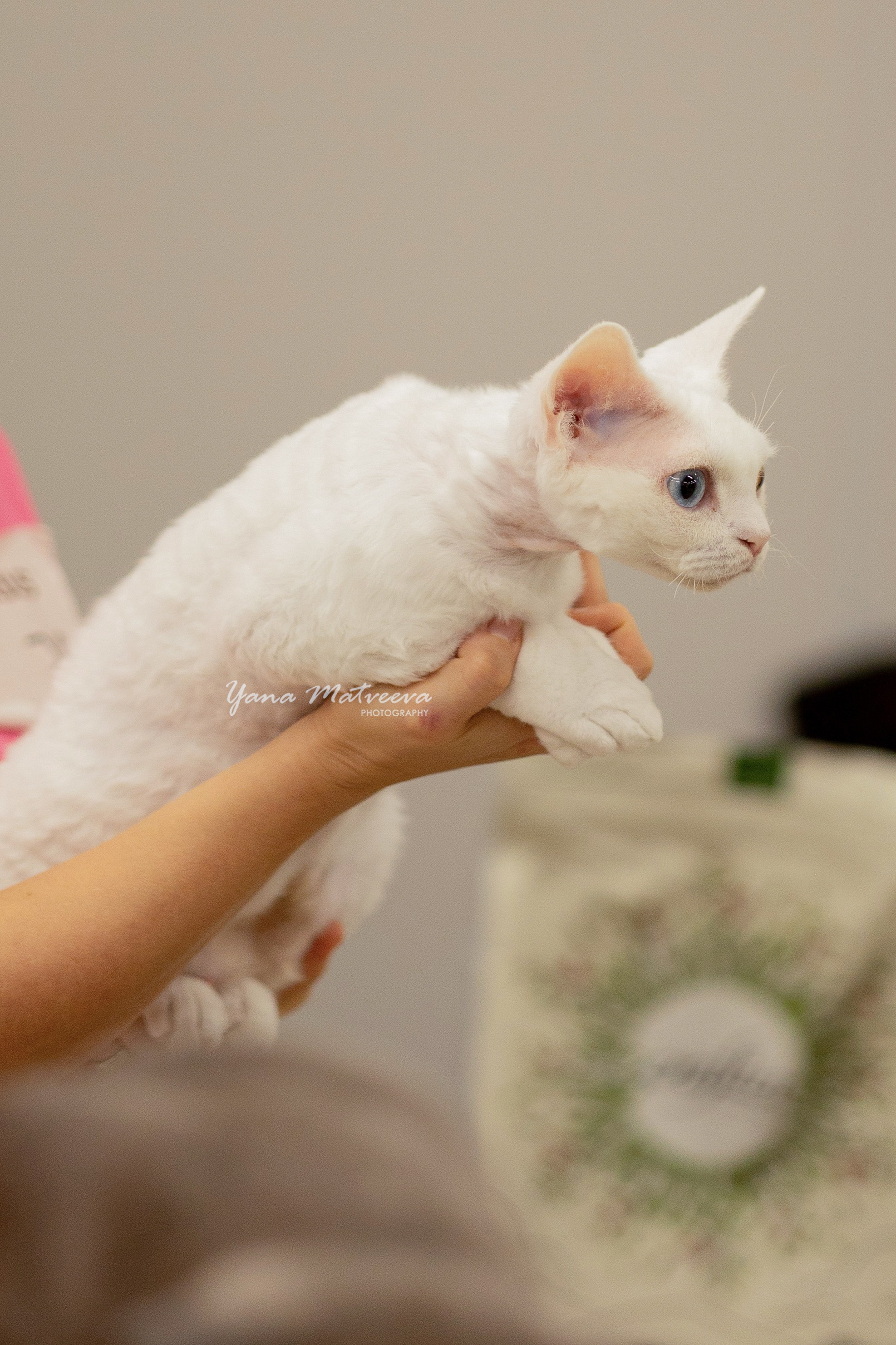 Кошки. Фотограф Яна Матвеева в Ижевске