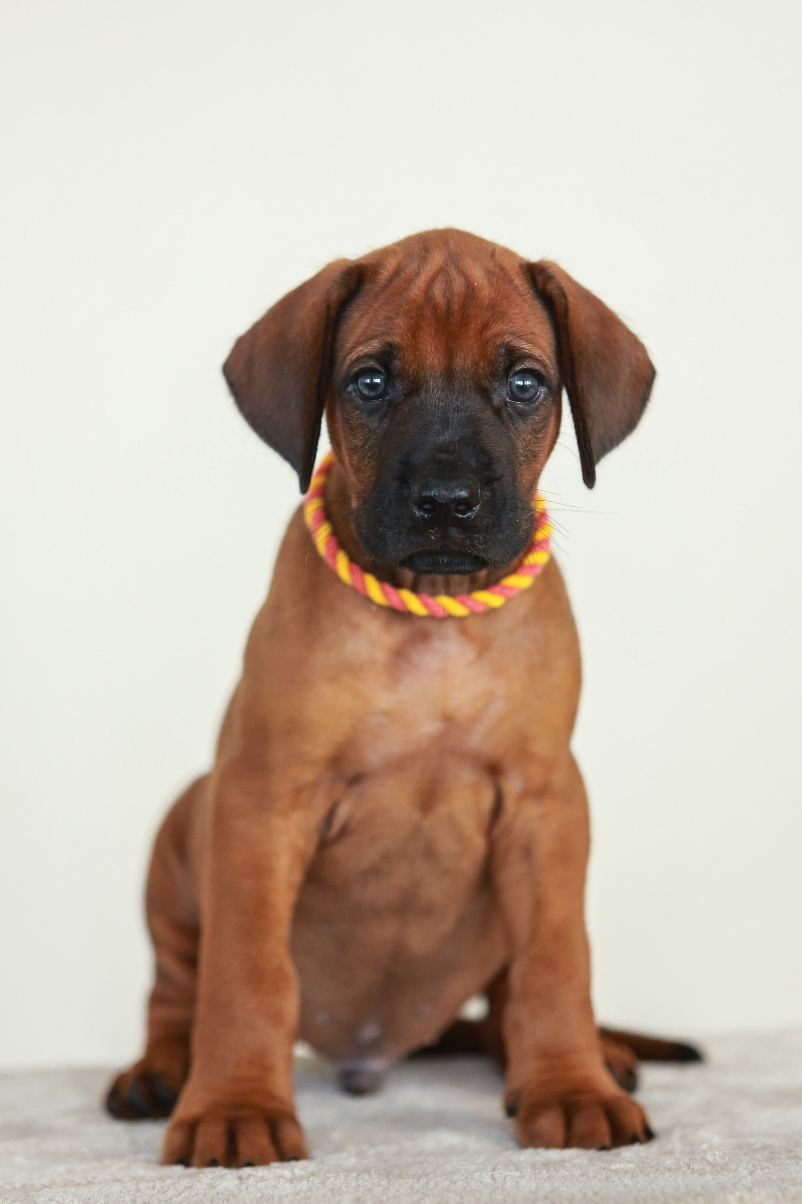 Щенки. Семейный и детский фотограф в Москве Мария Быкова