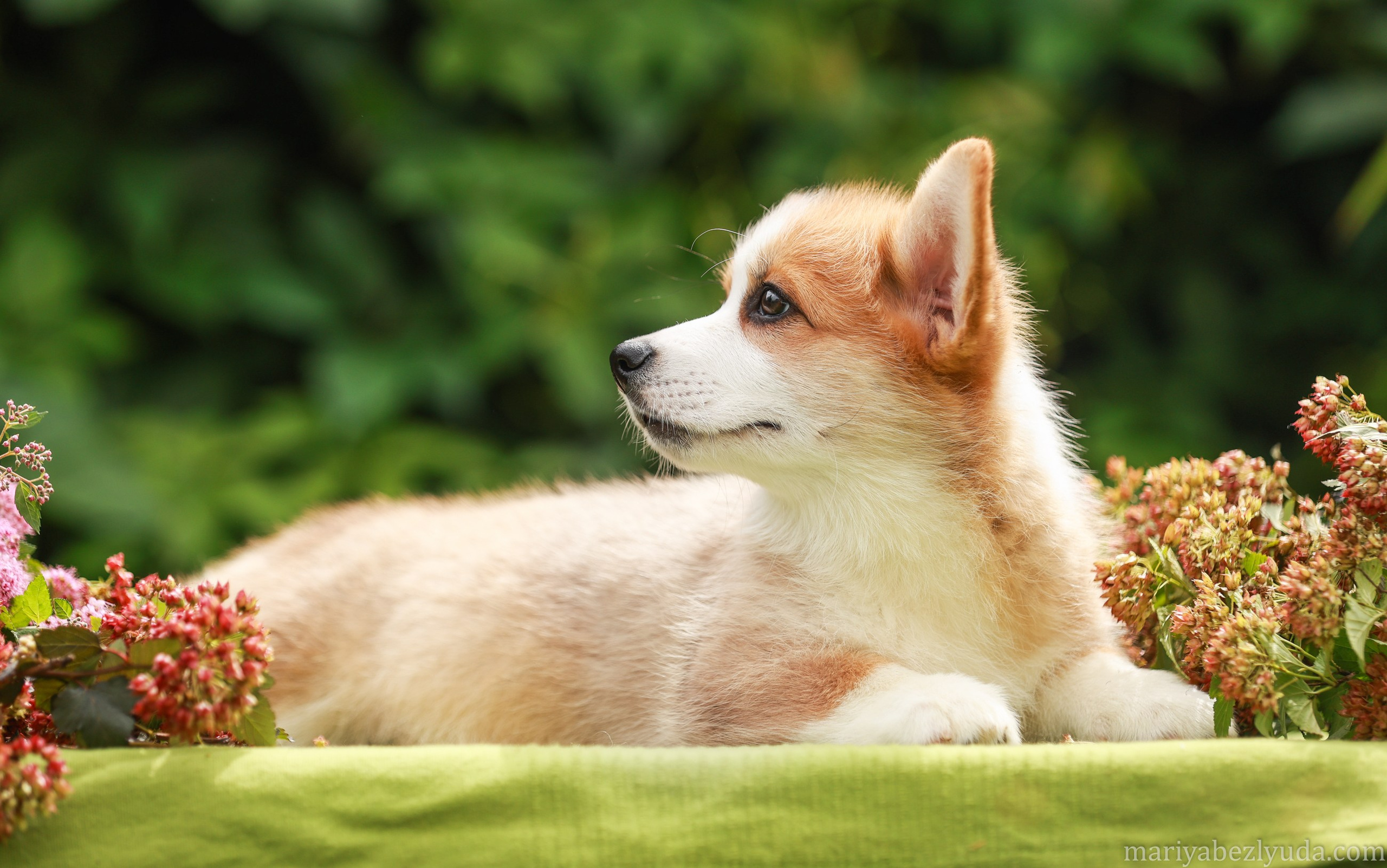 Щенки. Семейный и детский фотограф в Москве Мария Быкова