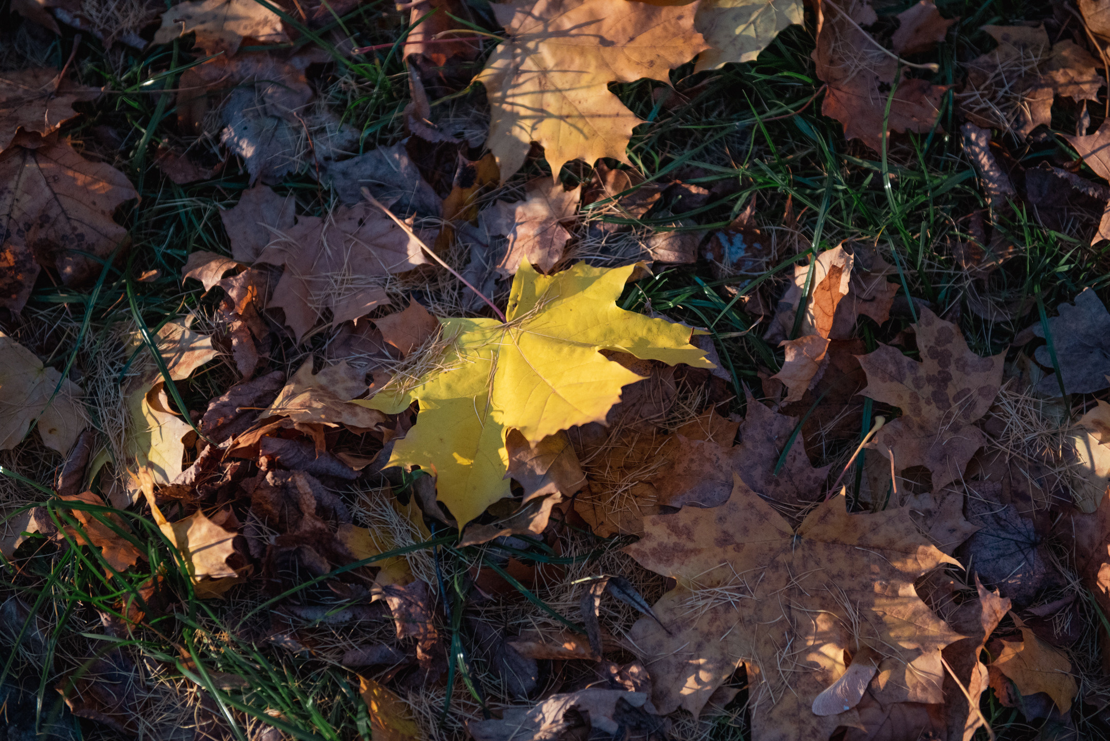 Природа. Портретный и архитектурный фотограф в Москве и Санкт-Петербурге