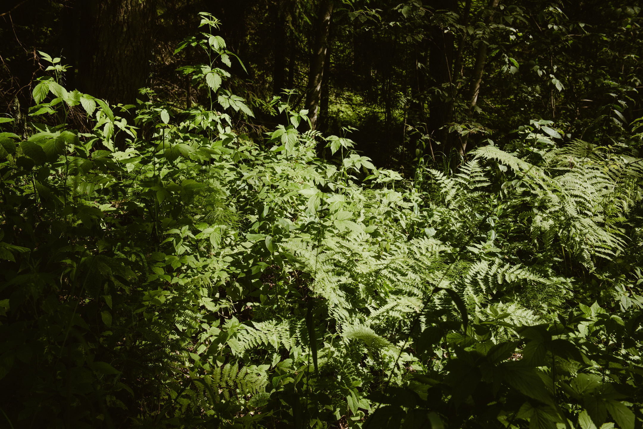 Линдуловская роща. Портретный и архитектурный фотограф в Москве и Санкт-Петербурге