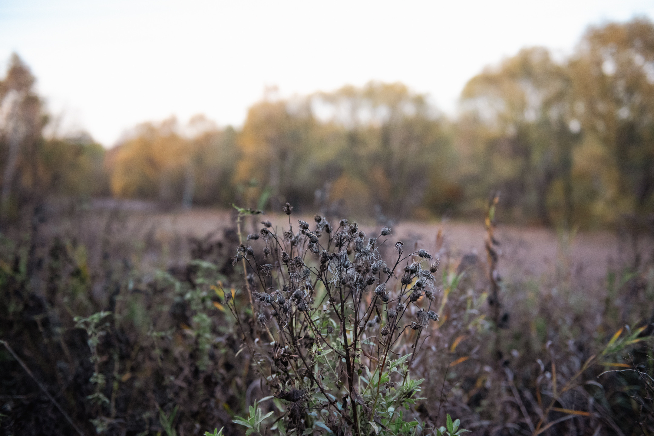 Природа. Портретный и архитектурный фотограф в Москве и Санкт-Петербурге