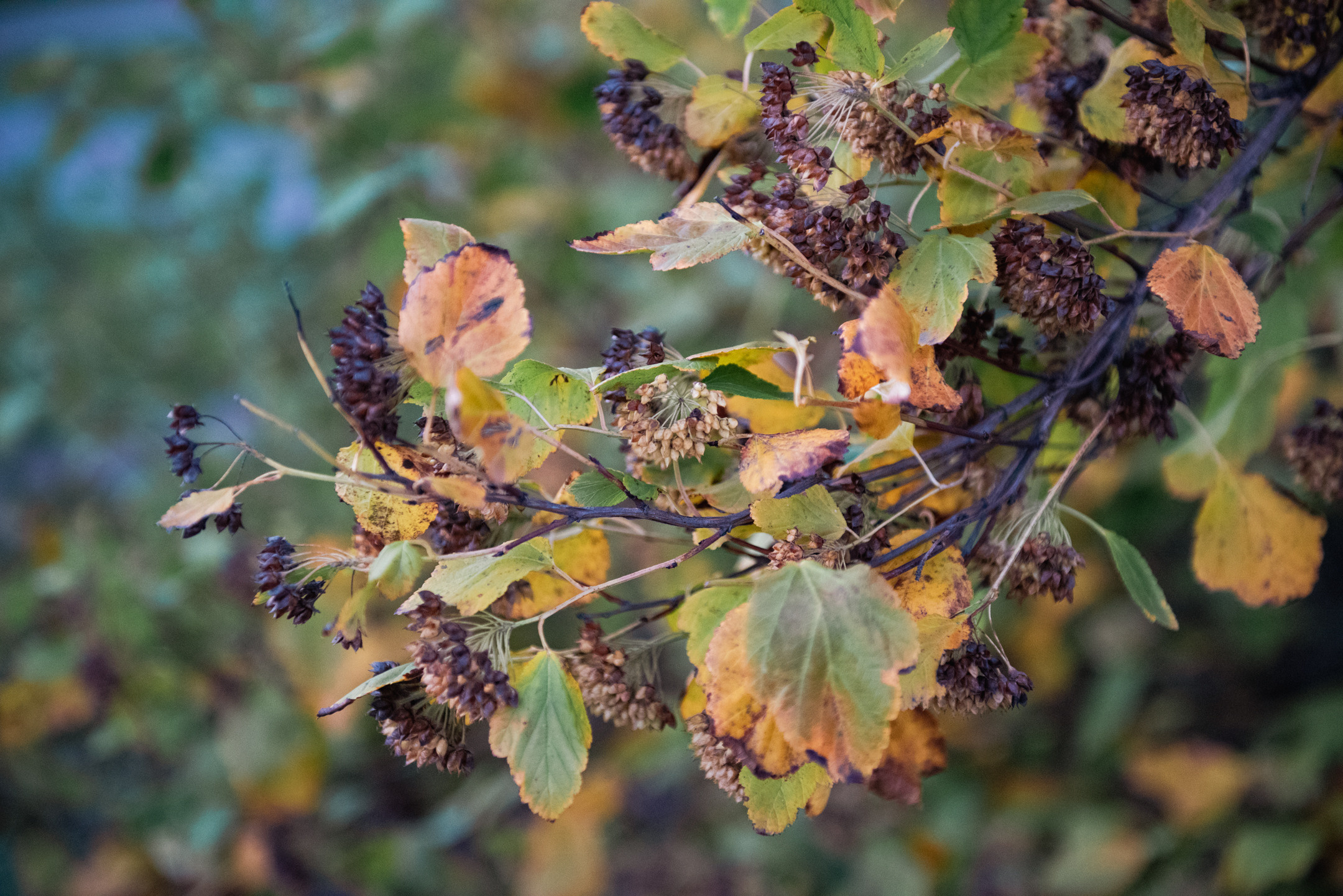 Природа. Портретный и архитектурный фотограф в Москве и Санкт-Петербурге