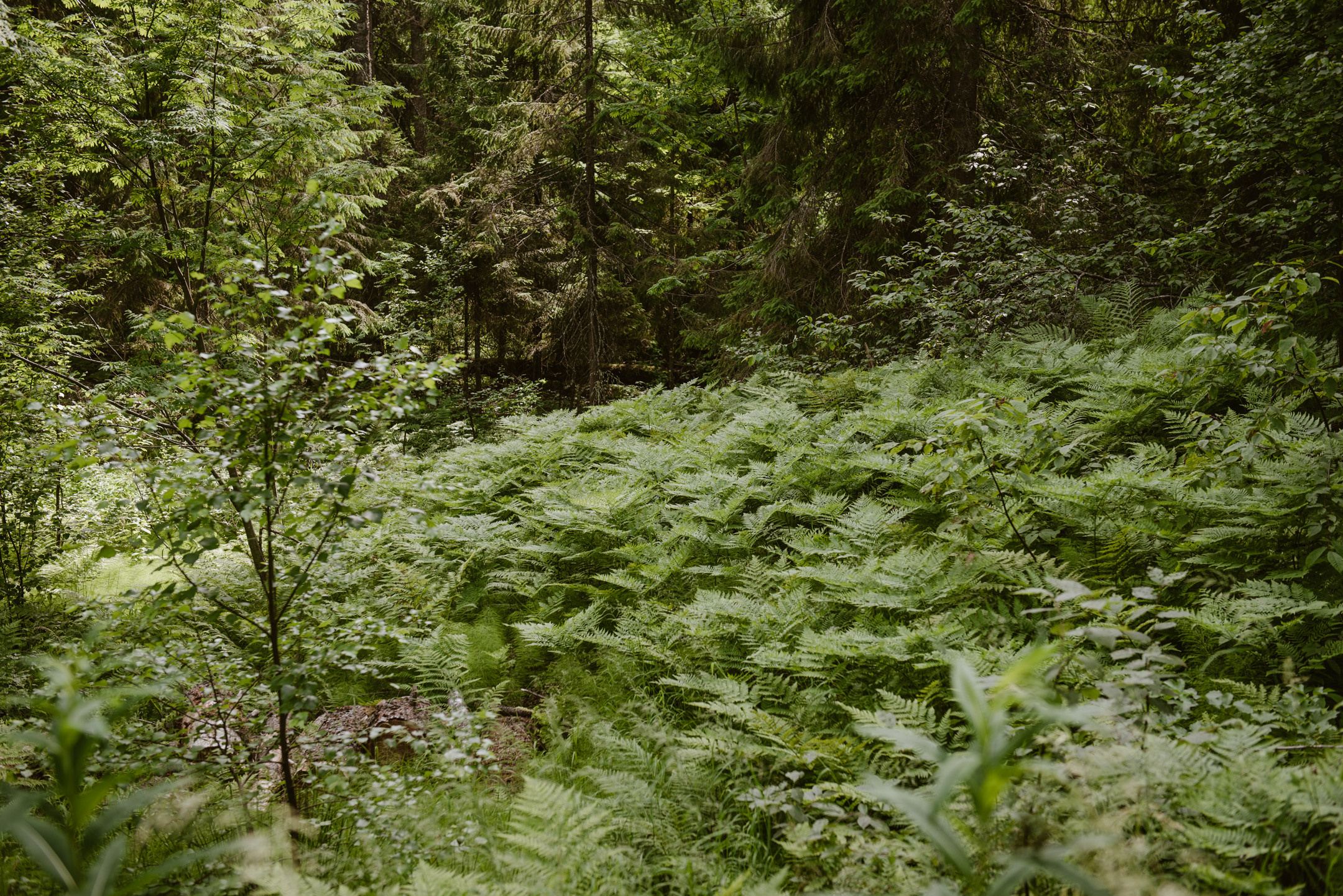 Линдуловская роща. Портретный и архитектурный фотограф в Москве и Санкт-Петербурге